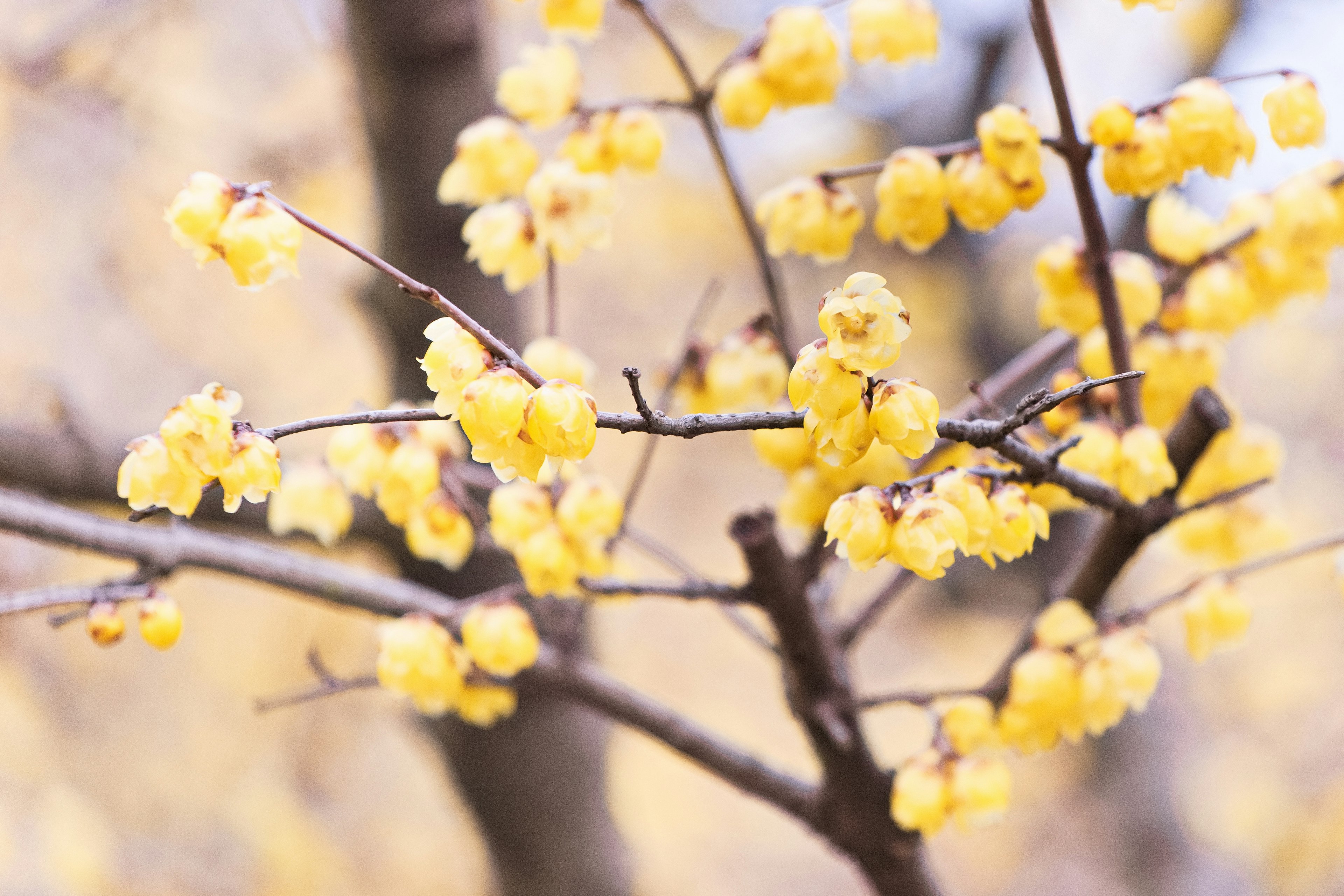 Nahaufnahme von Baumzweigen mit blühenden gelben Blumen