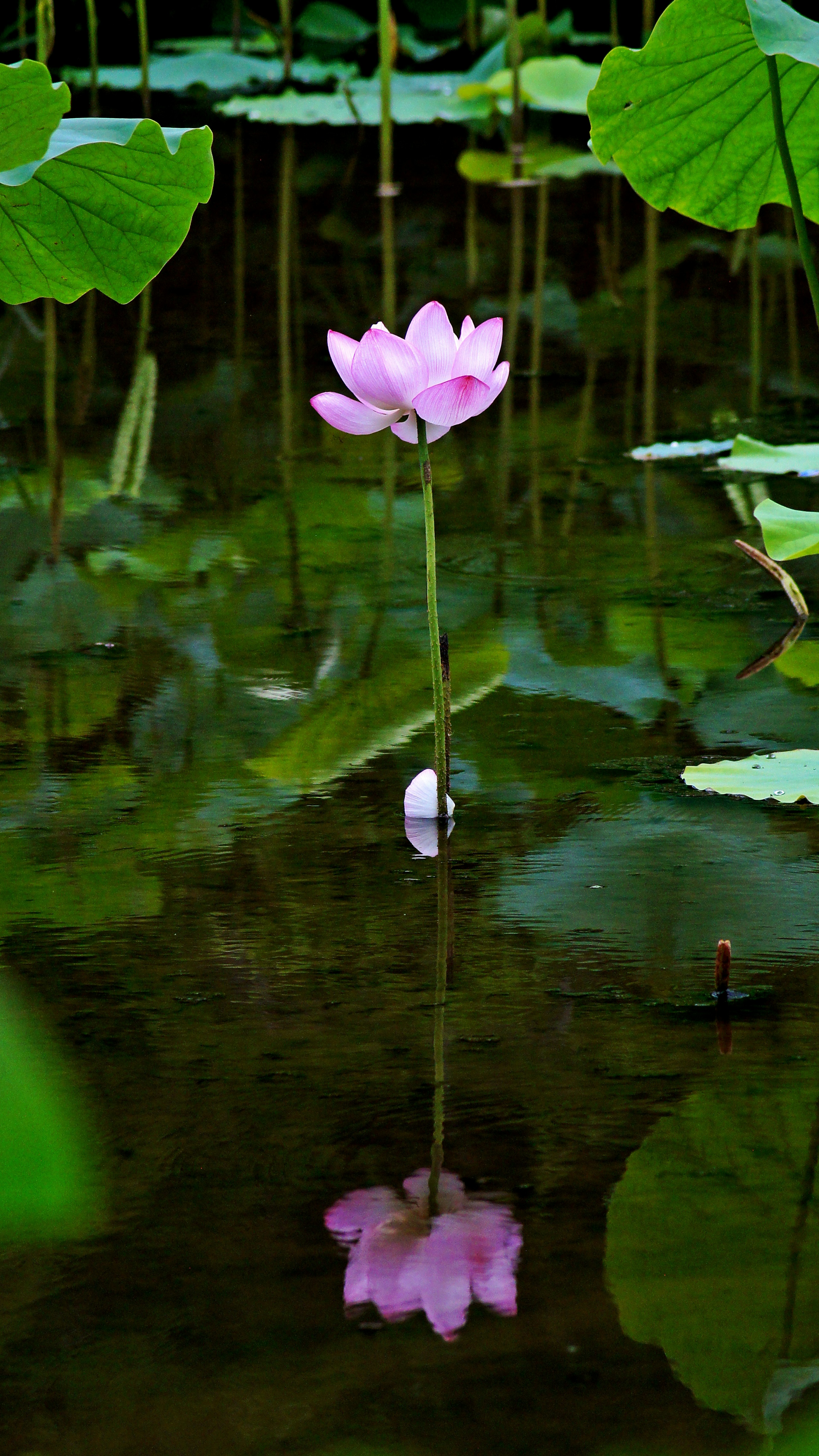 Flor de loto rosa flotando en el agua con reflejo