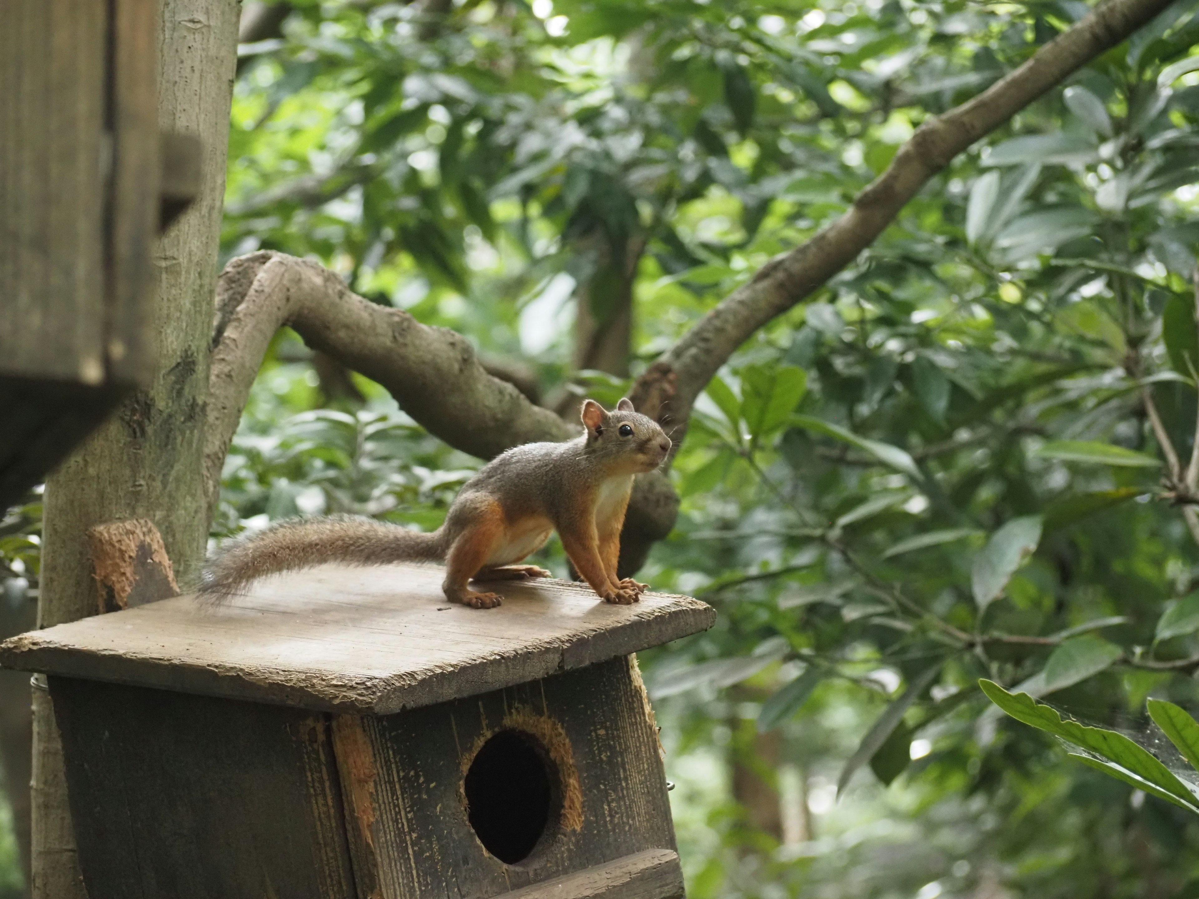 A squirrel standing on a birdhouse surrounded by lush green foliage