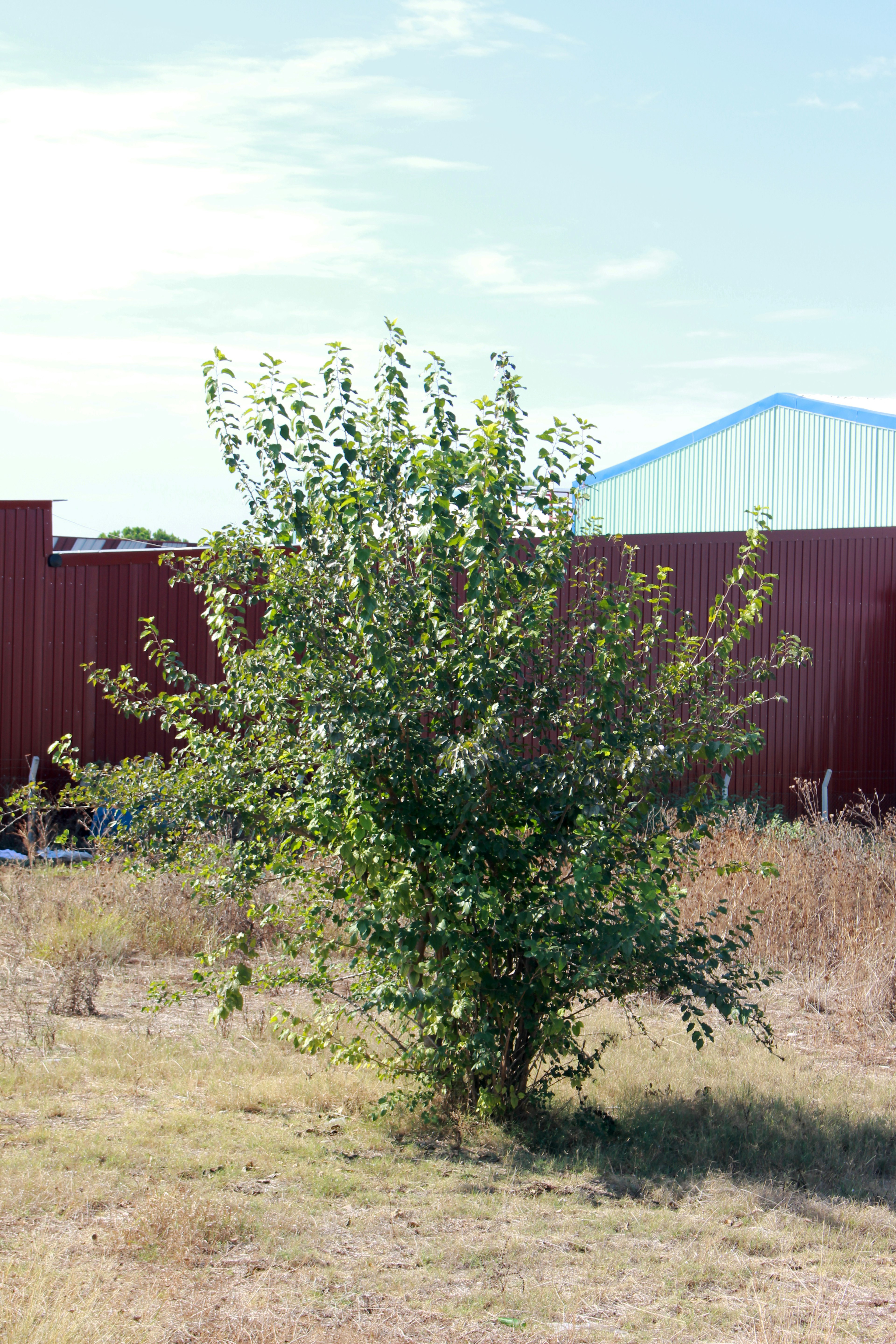 A small green bush with sparse grass and a red fence in the background