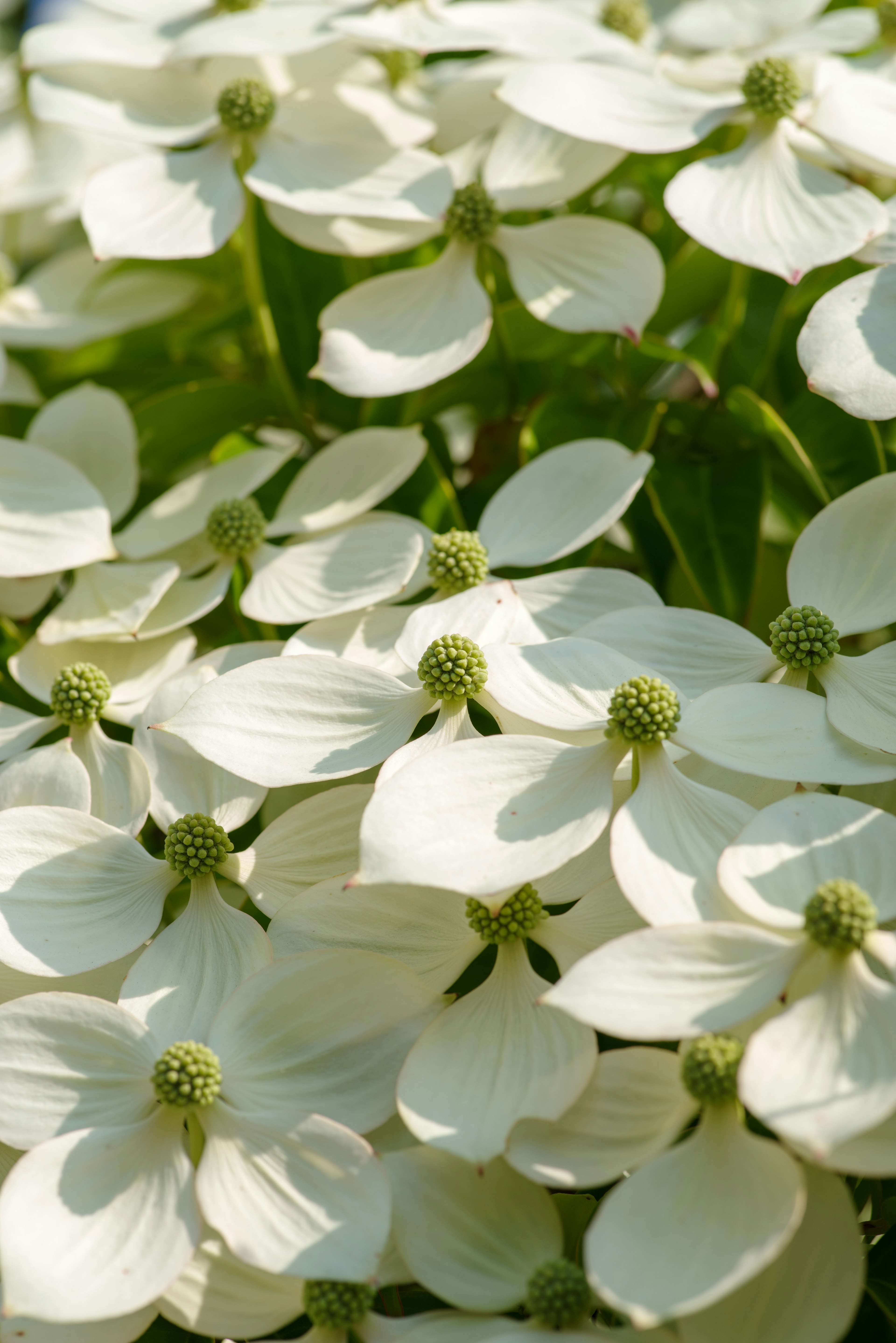 Close-up of dogwood flowers with white petals