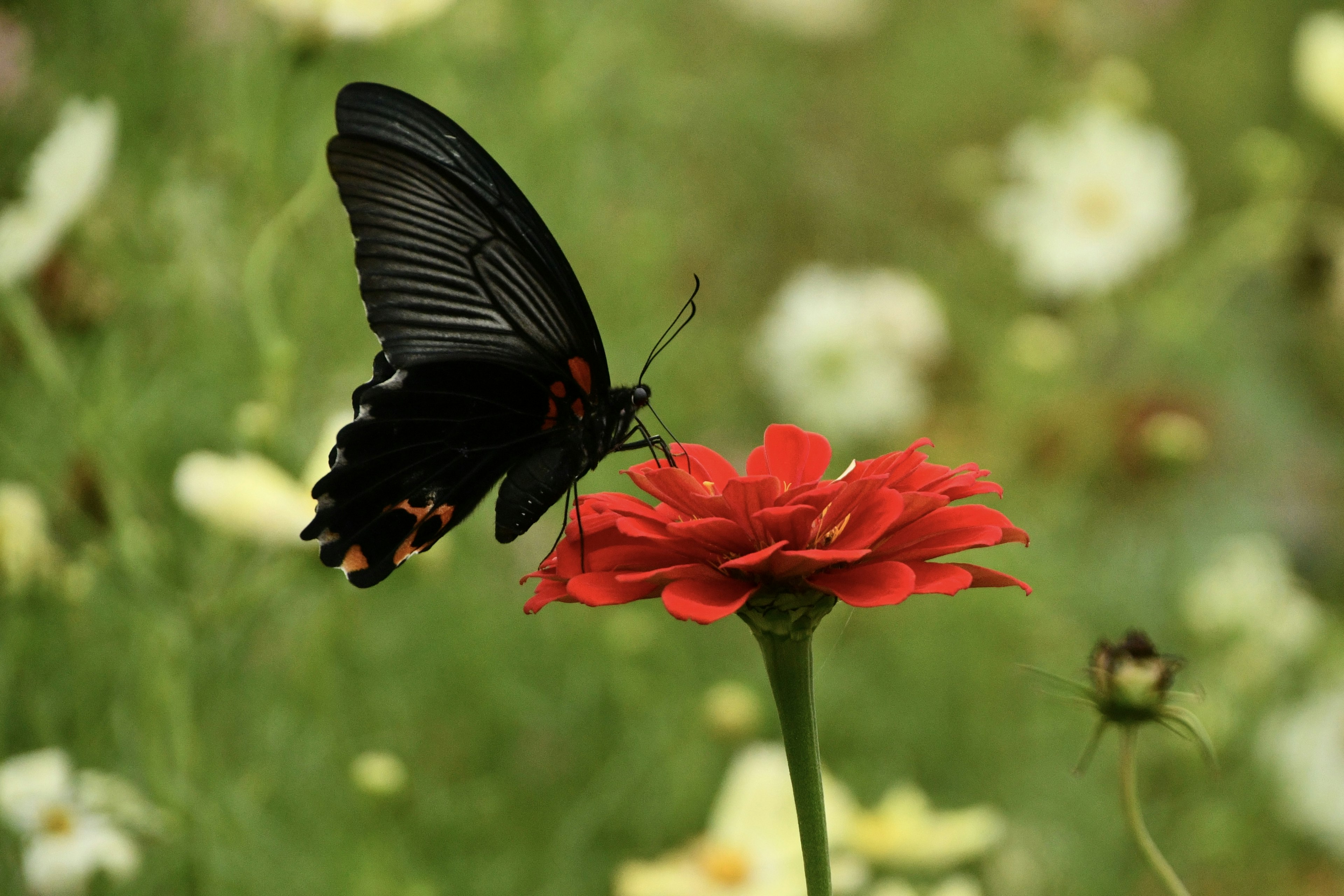 Un papillon noir perché sur une fleur rouge vibrante dans un jardin luxuriant