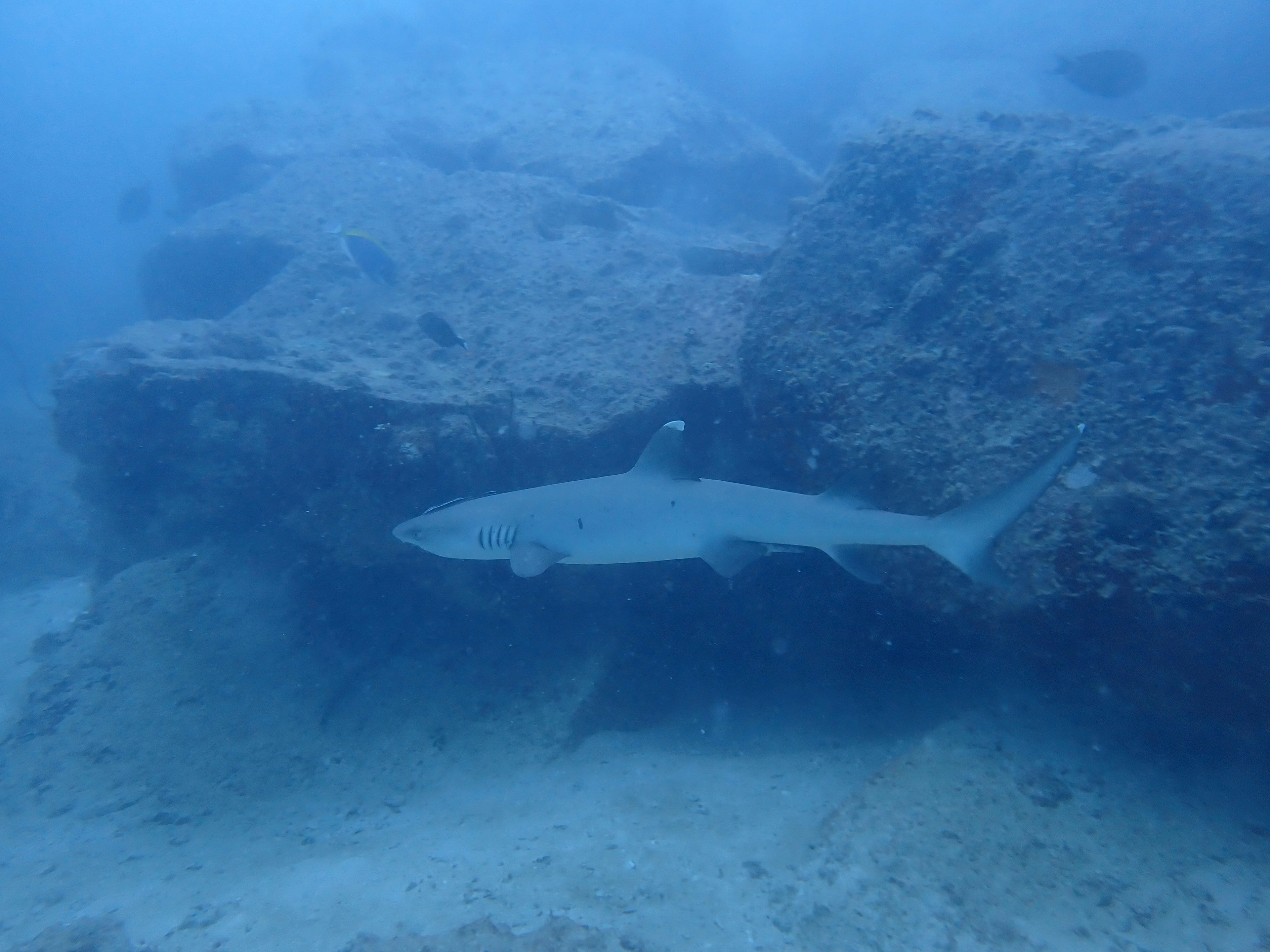 A shark swimming near rocks underwater