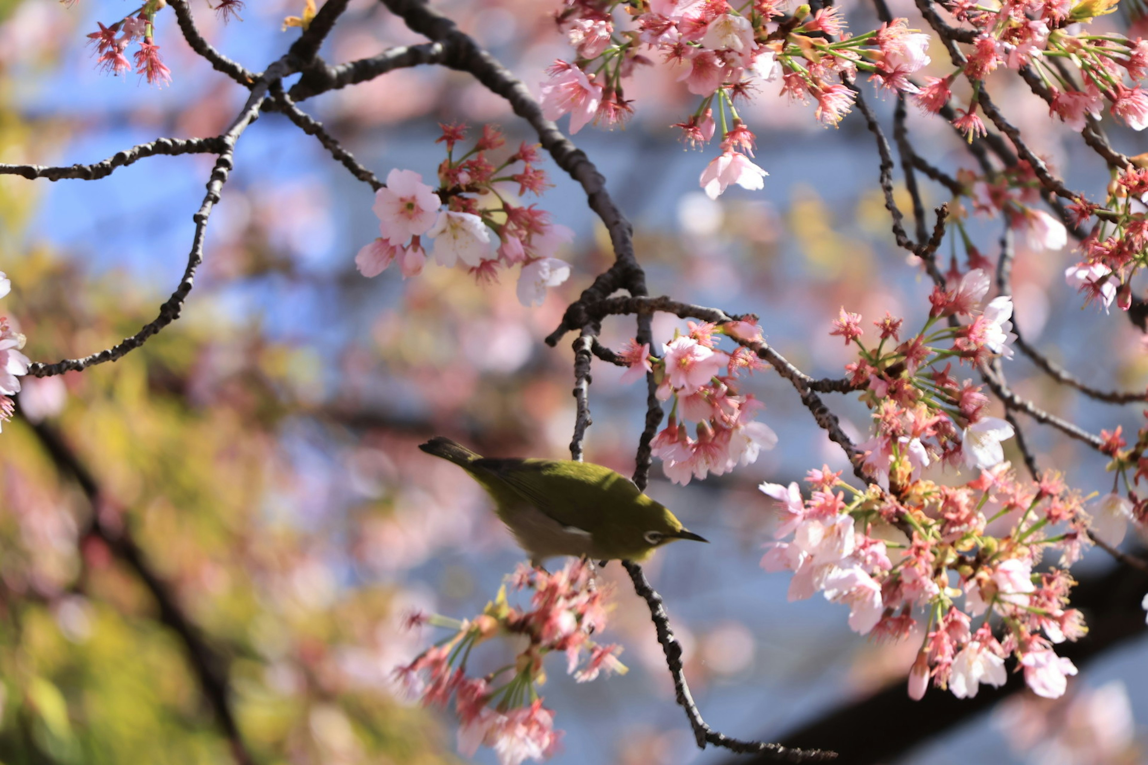 桜の花の間にいる小さな鳥の画像