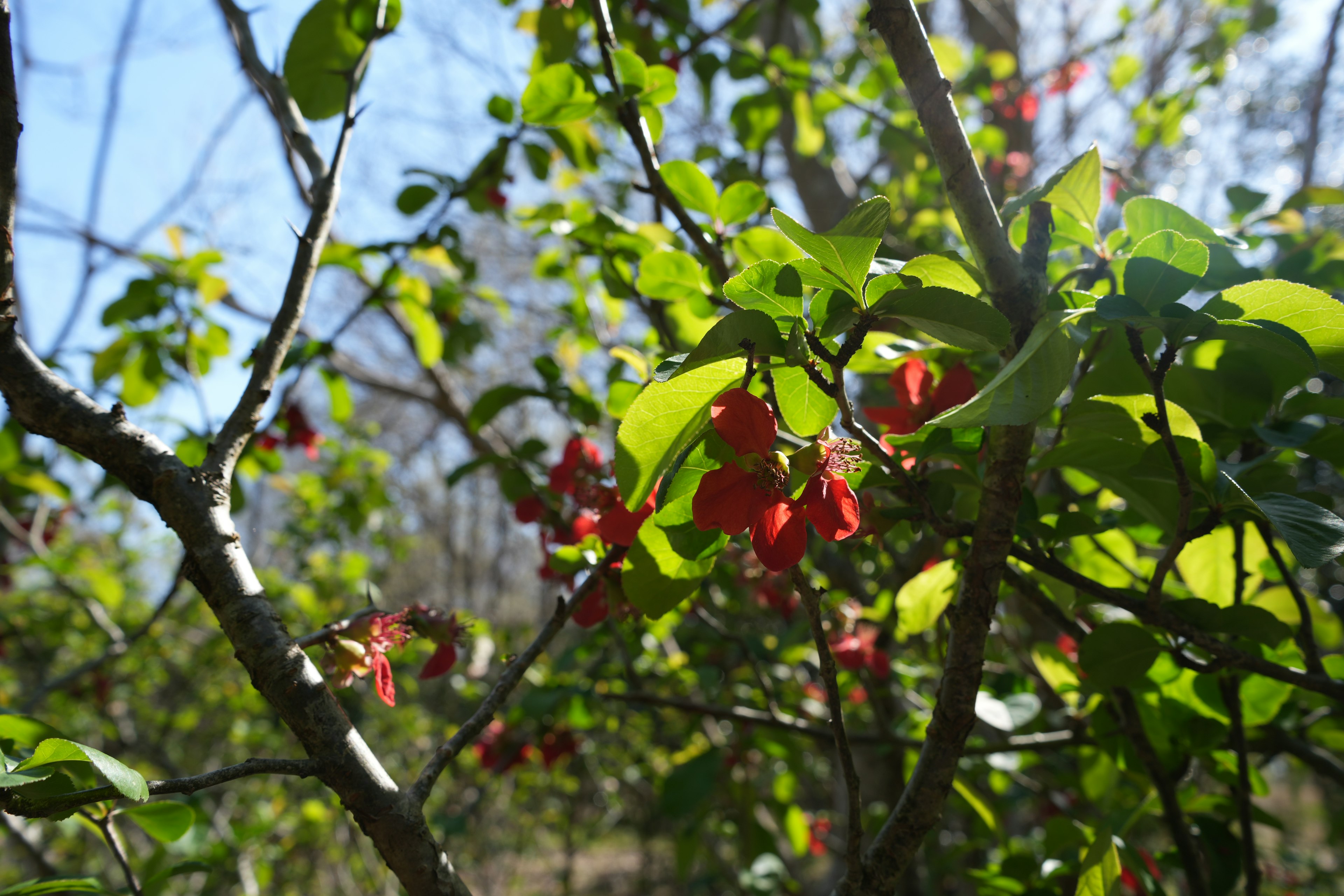 Close-up of a tree branch with vibrant green leaves and red flowers