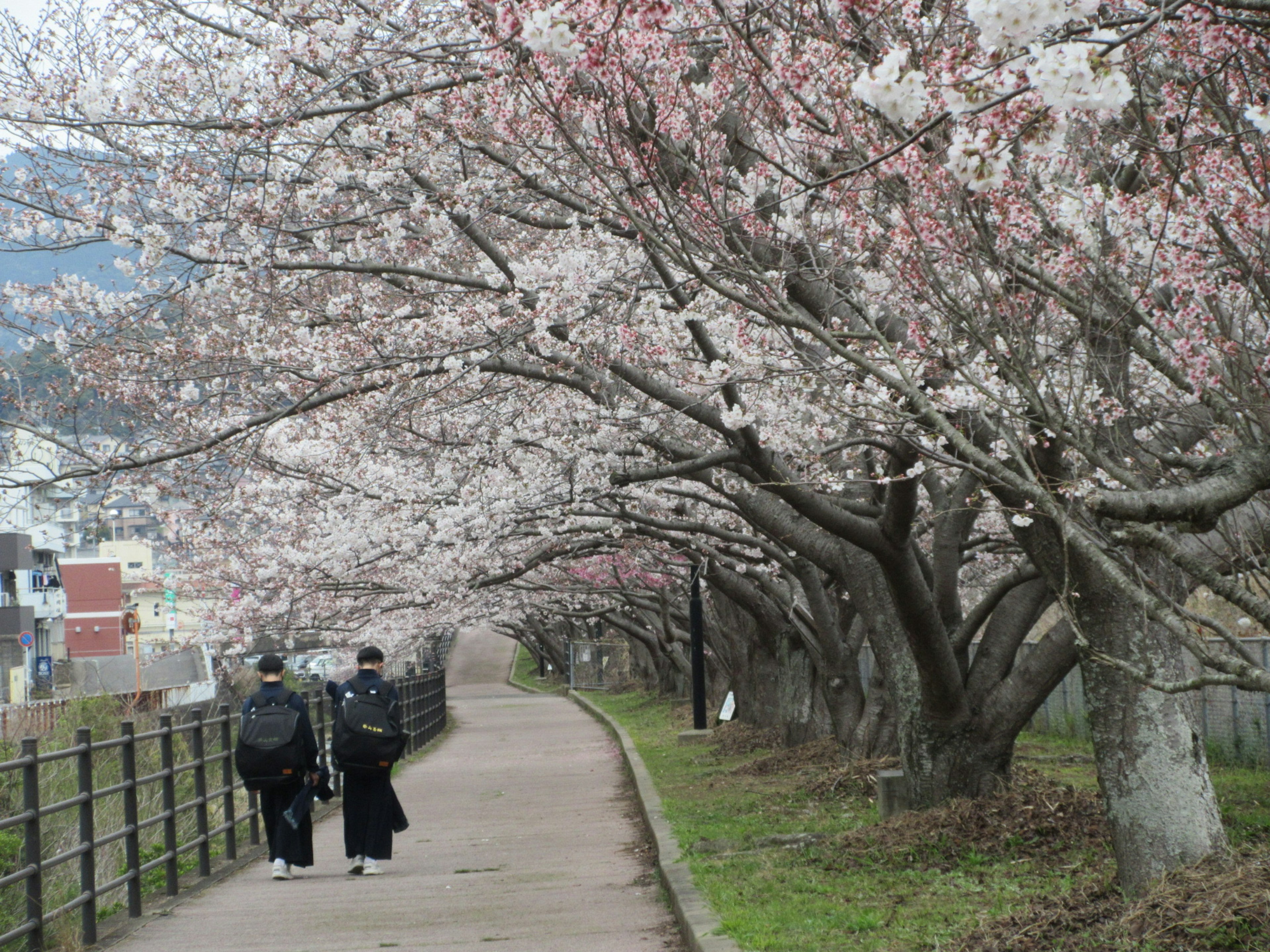 Two people walking along a path lined with cherry blossom trees