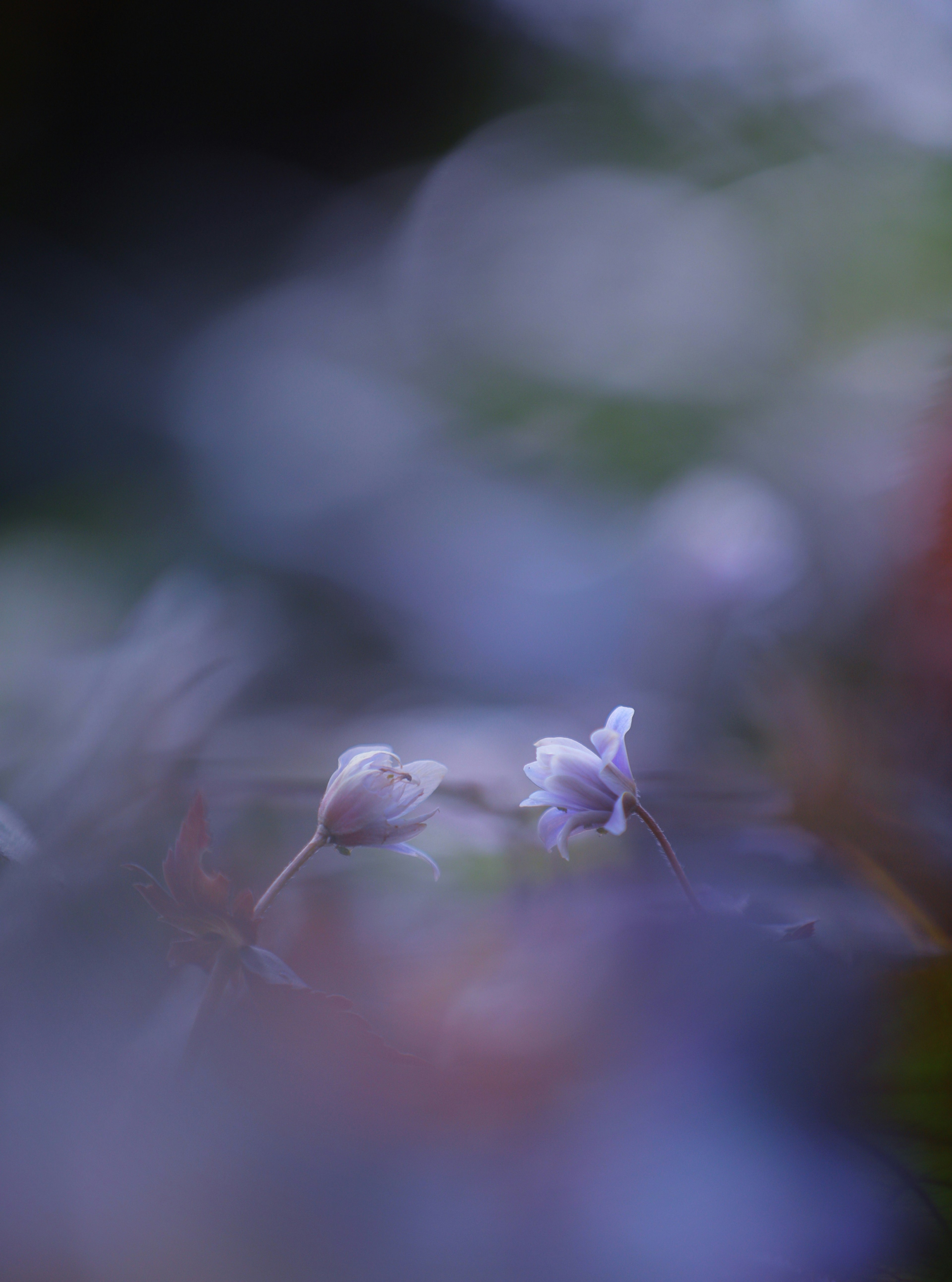 模糊背景中的小白花可见
