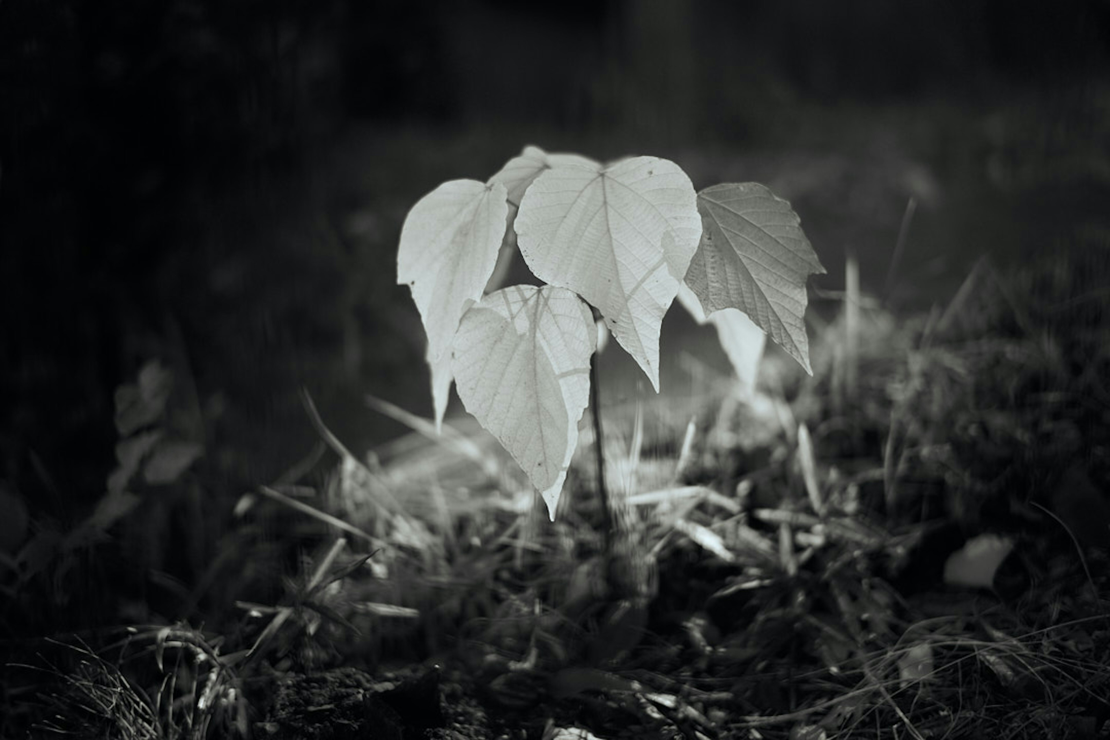 A small plant with white leaves growing on the ground