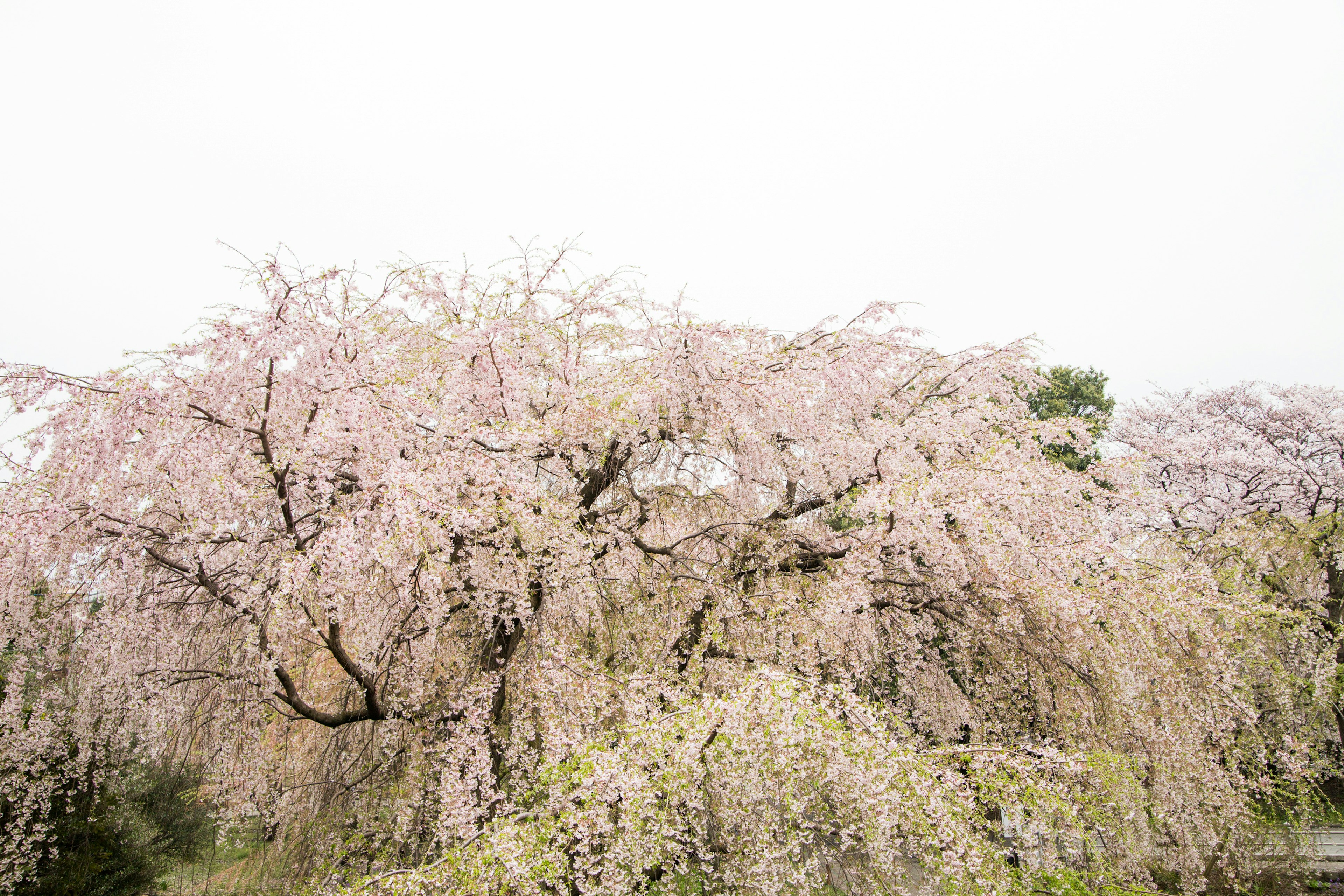 Pohon sakura menangis yang mekar penuh dengan bunga merah muda pucat