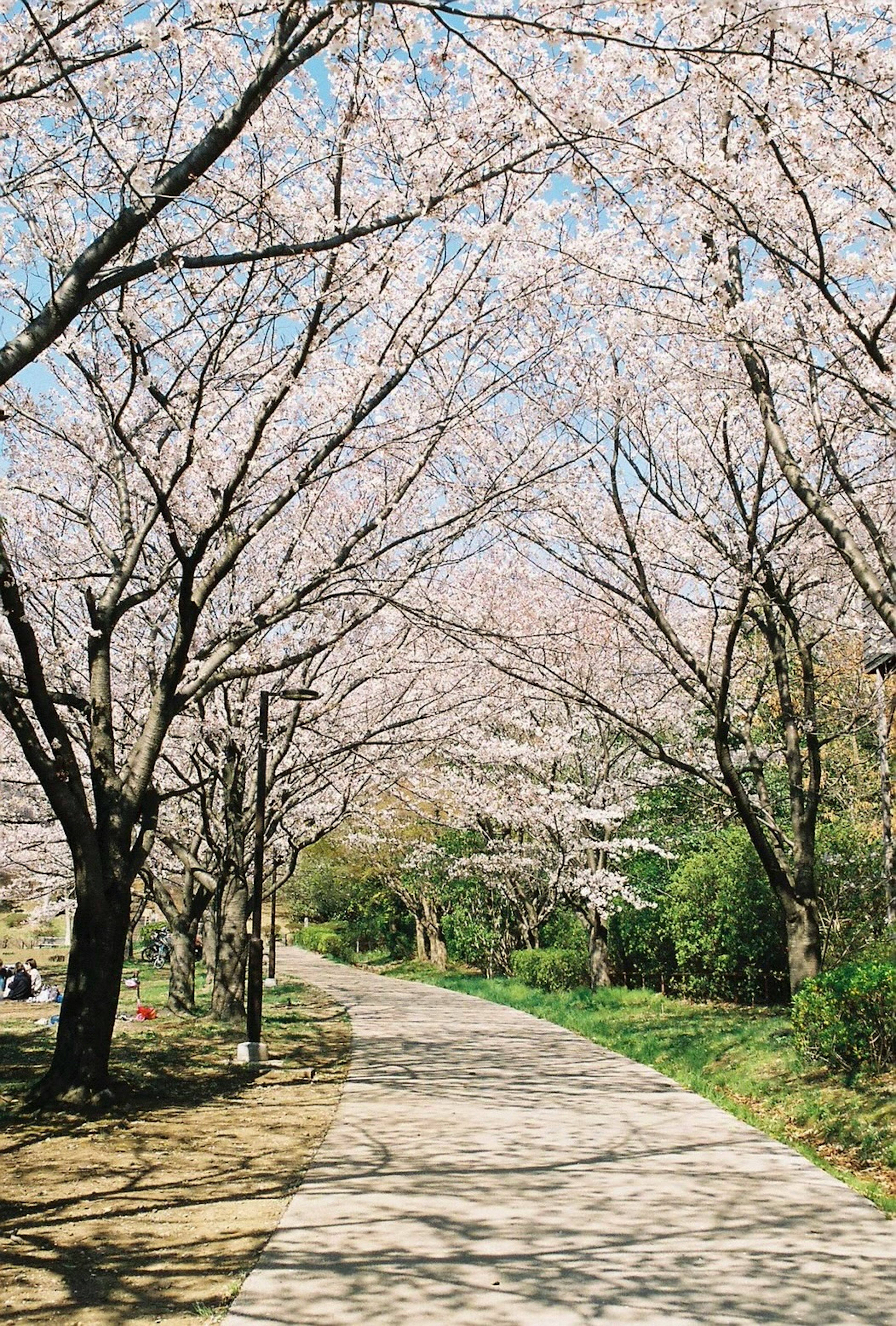 Sentiero fiancheggiato da alberi di ciliegio in fiore