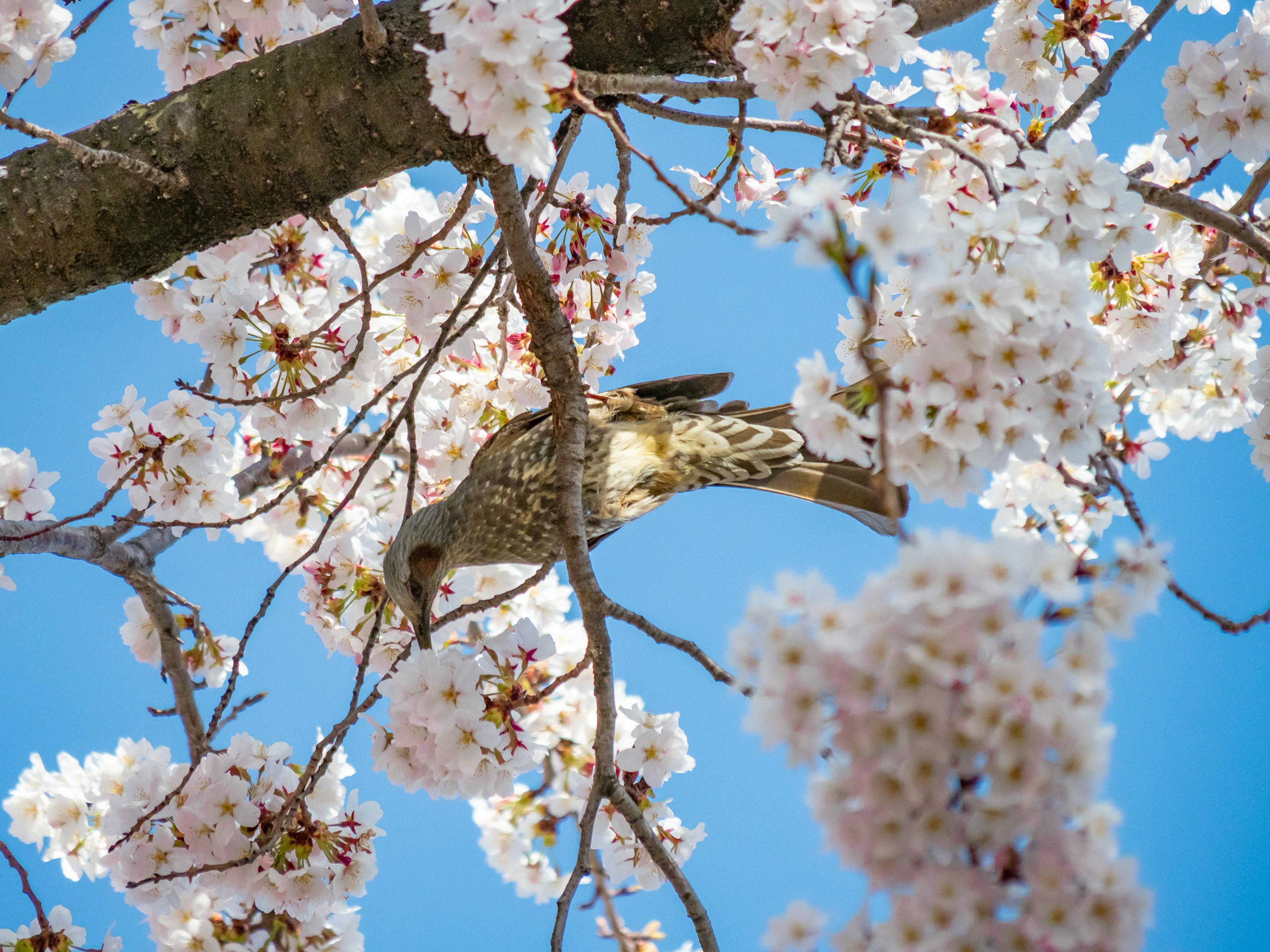 桜の花の間にいる鳥と青空