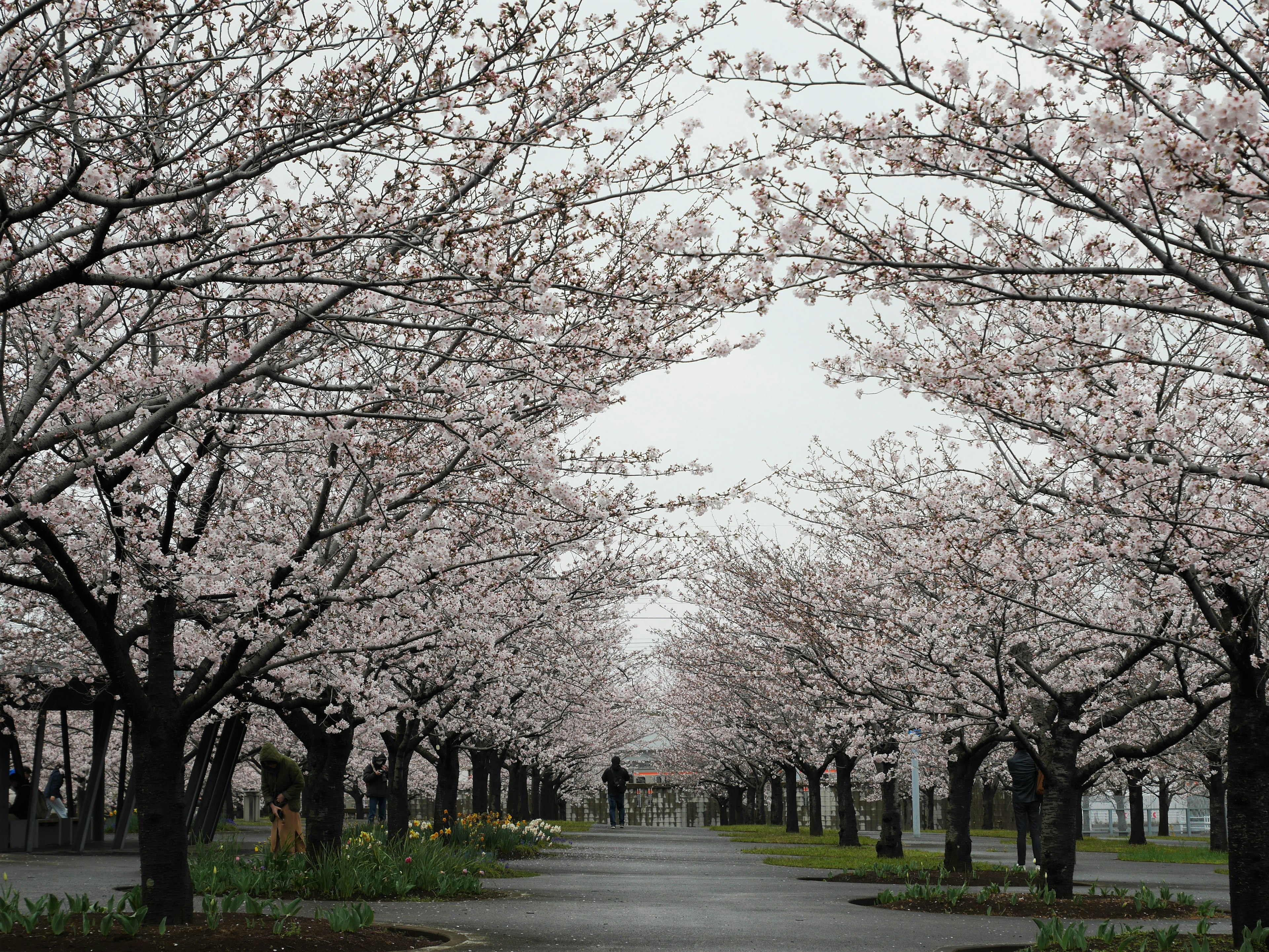 Chemin bordé d'arbres en fleurs de cerisier