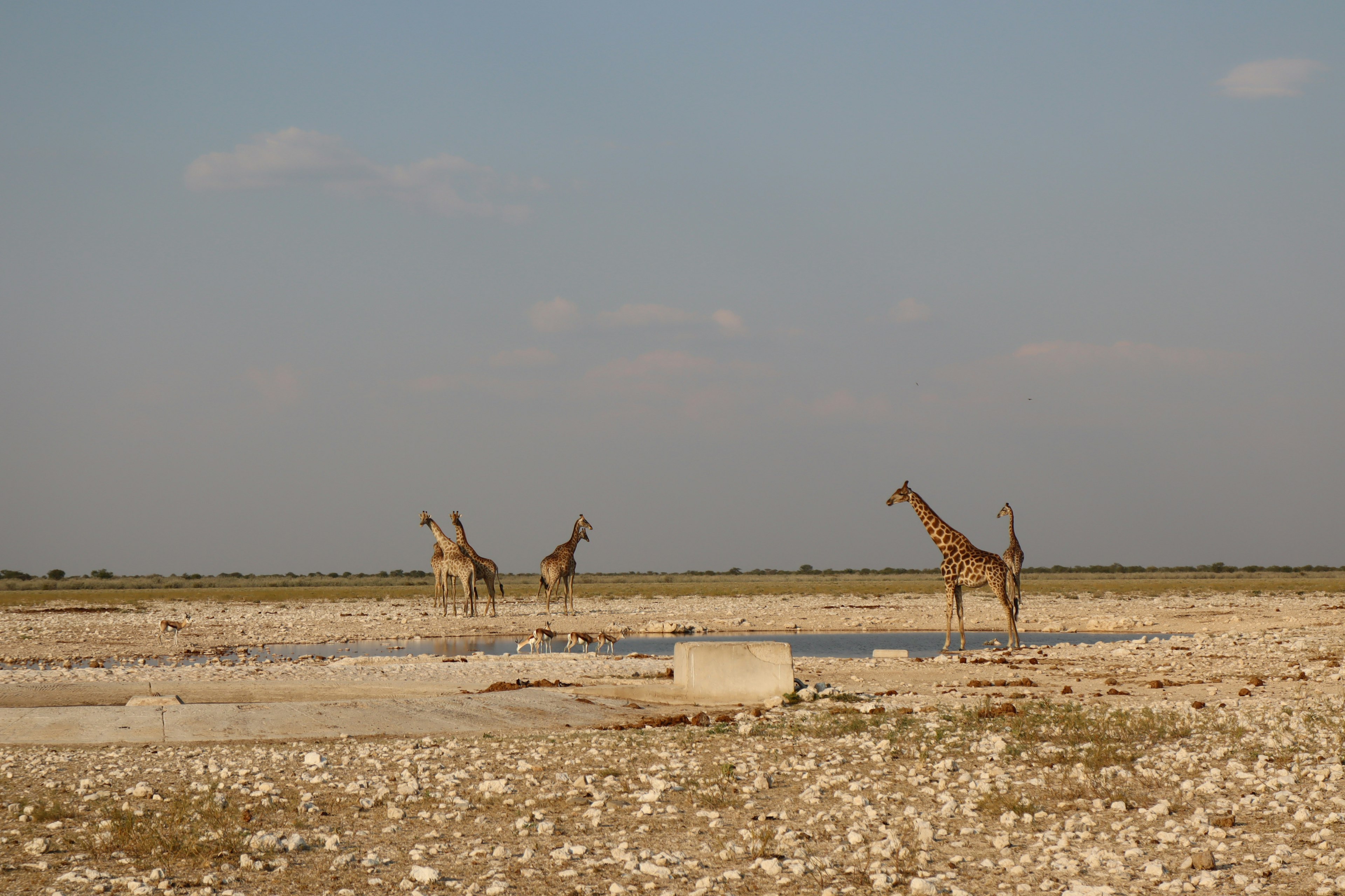 Drei Giraffen stehen in einer trockenen Ebene unter einem blauen Himmel