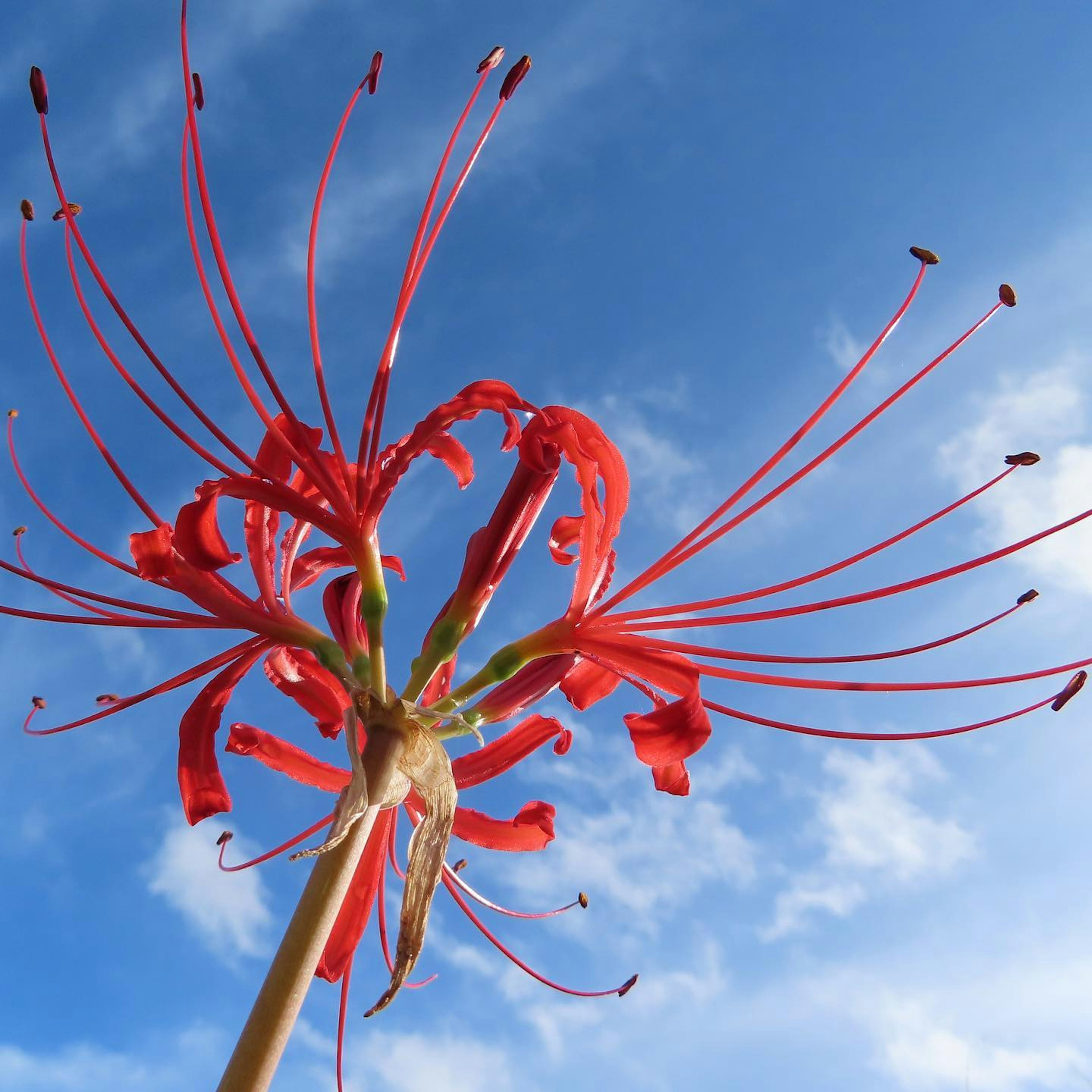 青空の下で鮮やかな赤い彼岸花の花が咲いている