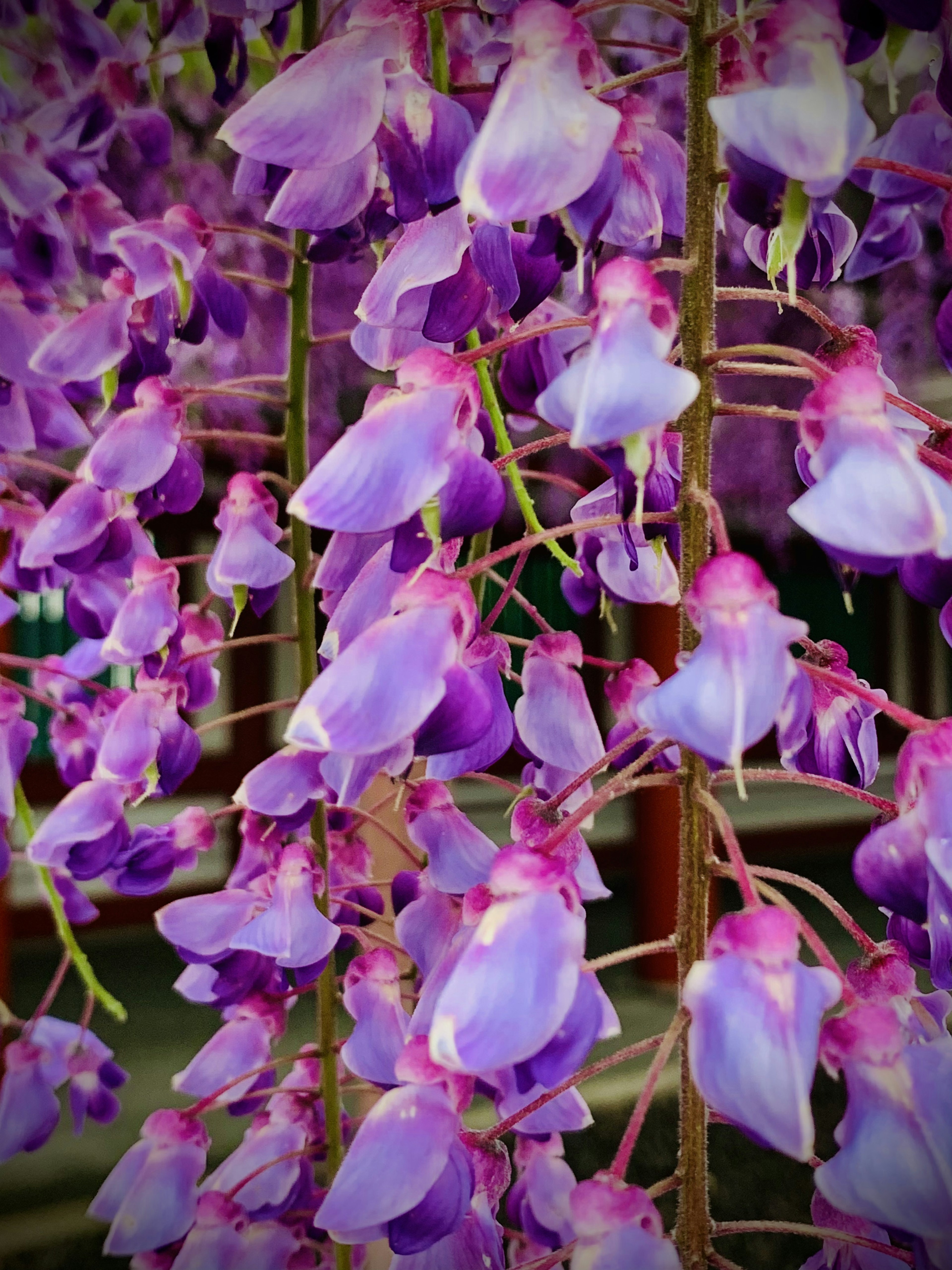 Hermosas flores de glicinia moradas en flor