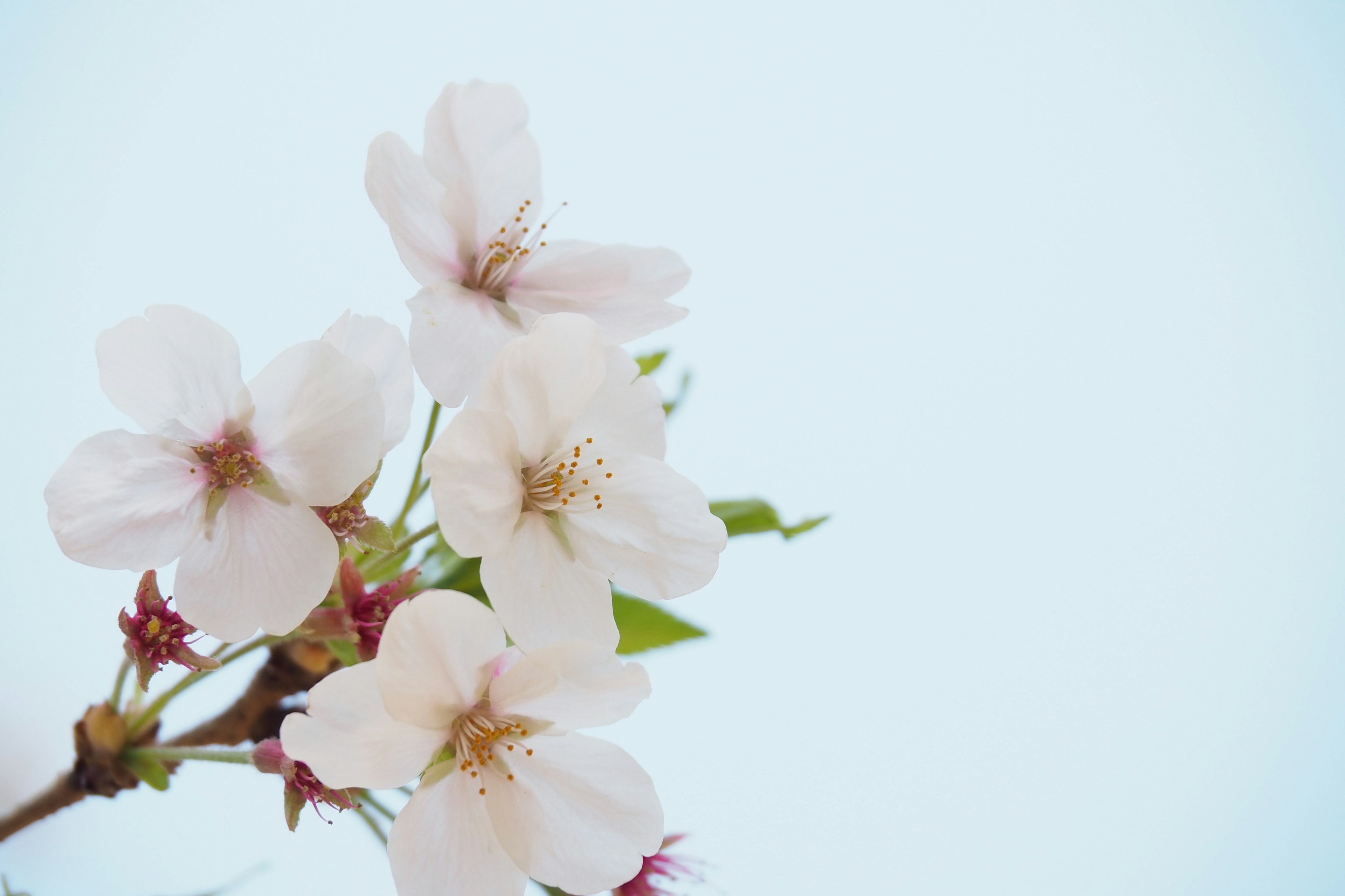 淡い青空を背景にした桜の花のクローズアップ