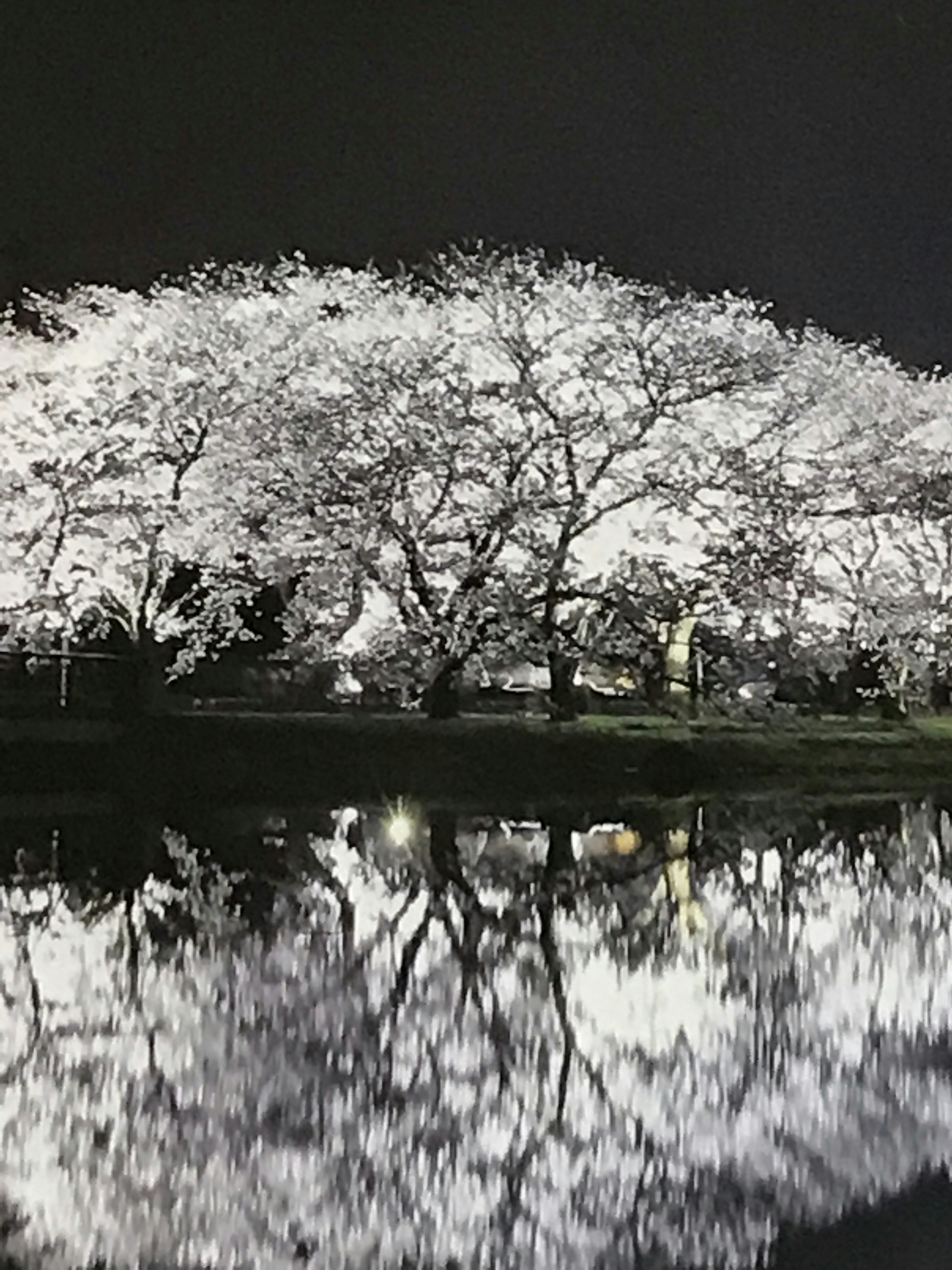 夜の桜の木とその反射が水面に映る美しい風景