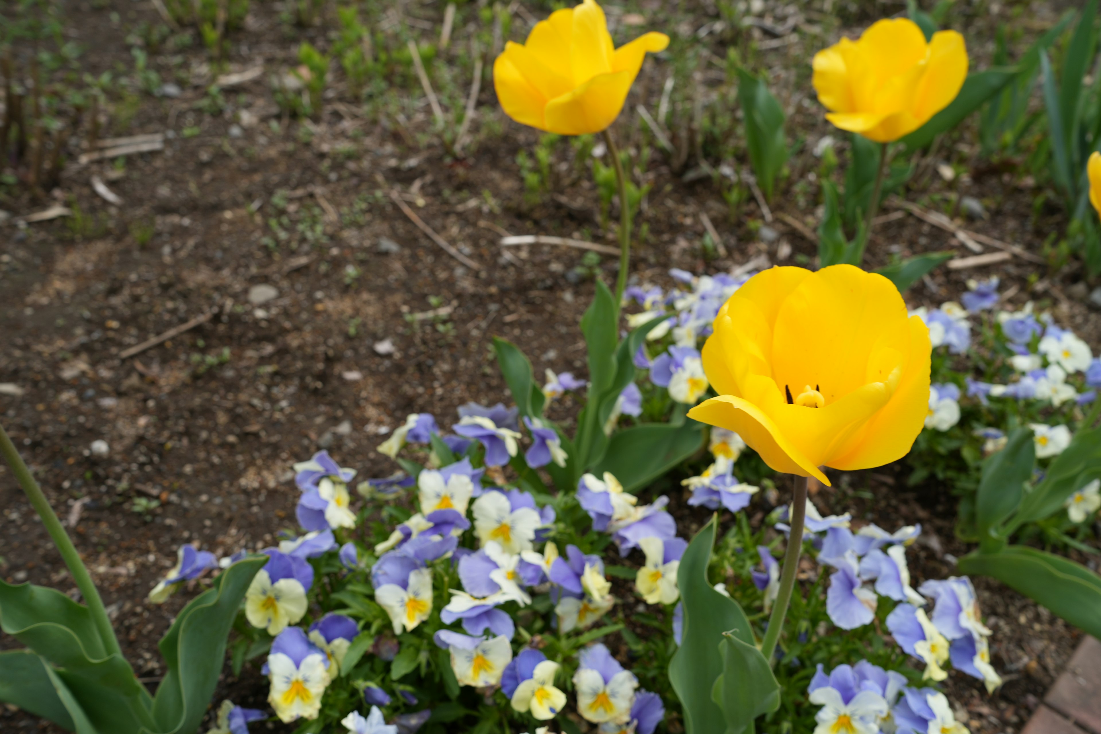 Tulipanes amarillos con flores moradas y azules en un jardín