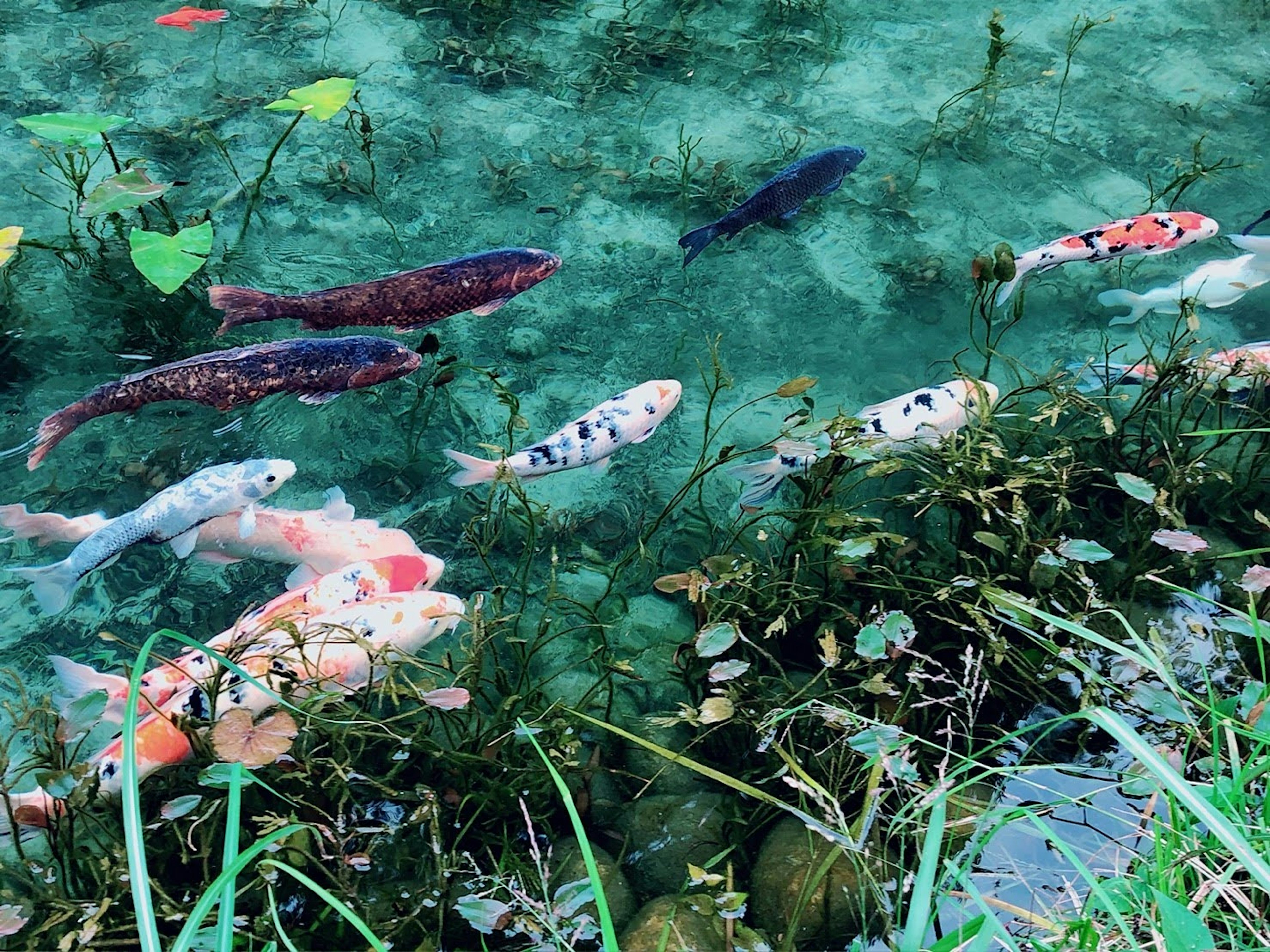 Poissons koi colorés nageant dans une eau claire avec des plantes aquatiques vertes