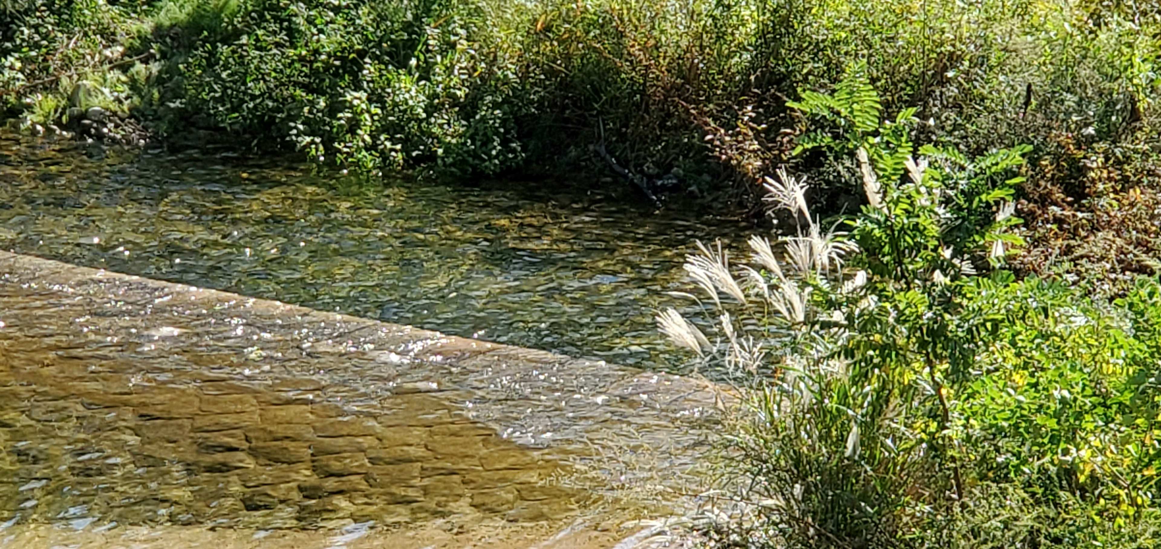 Rivière verdoyante avec des herbes et de l'eau qui coule