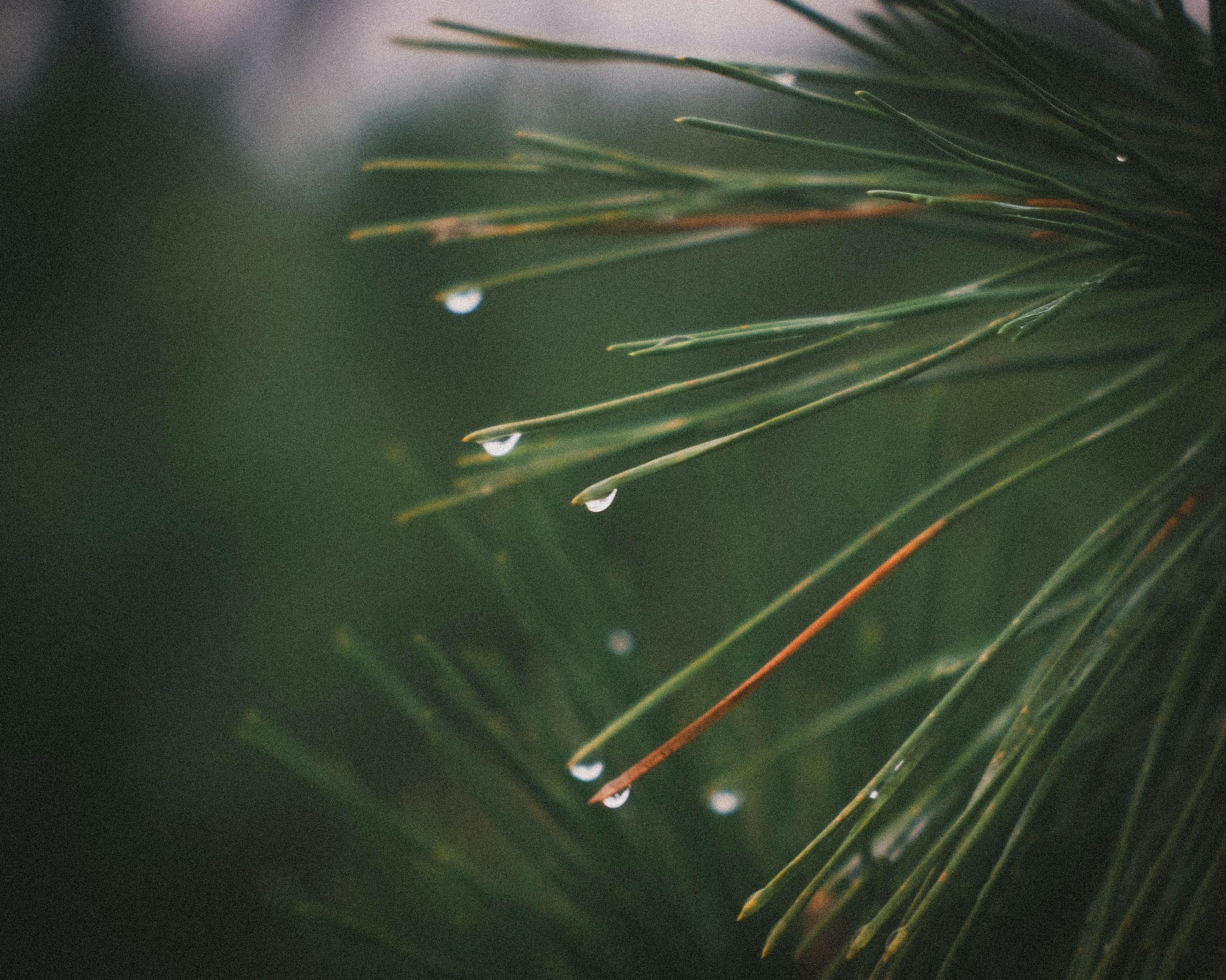 Foto close-up jarum pinus dengan tetesan air