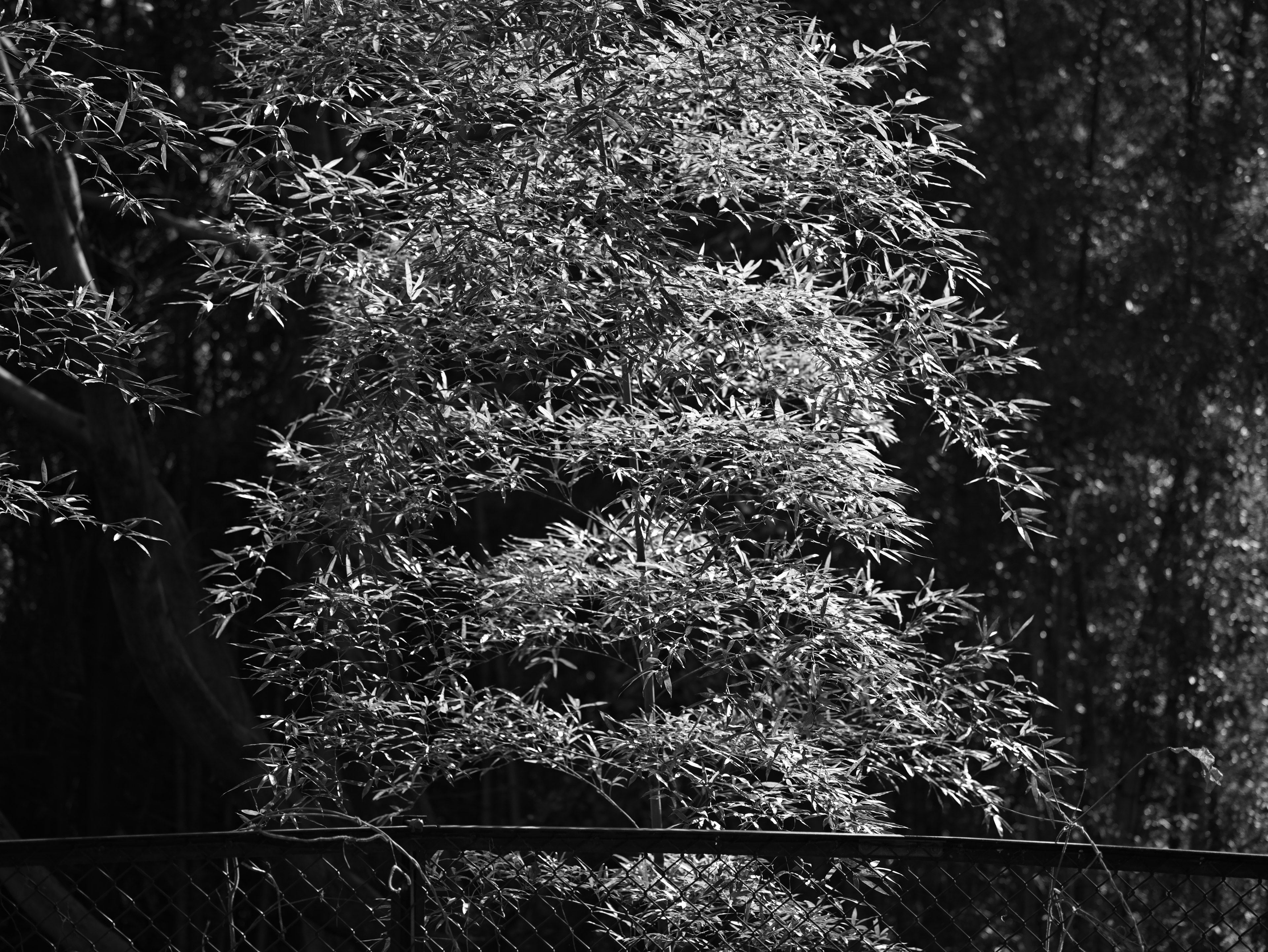 Imagen en blanco y negro de un árbol frondoso y una cerca de metal