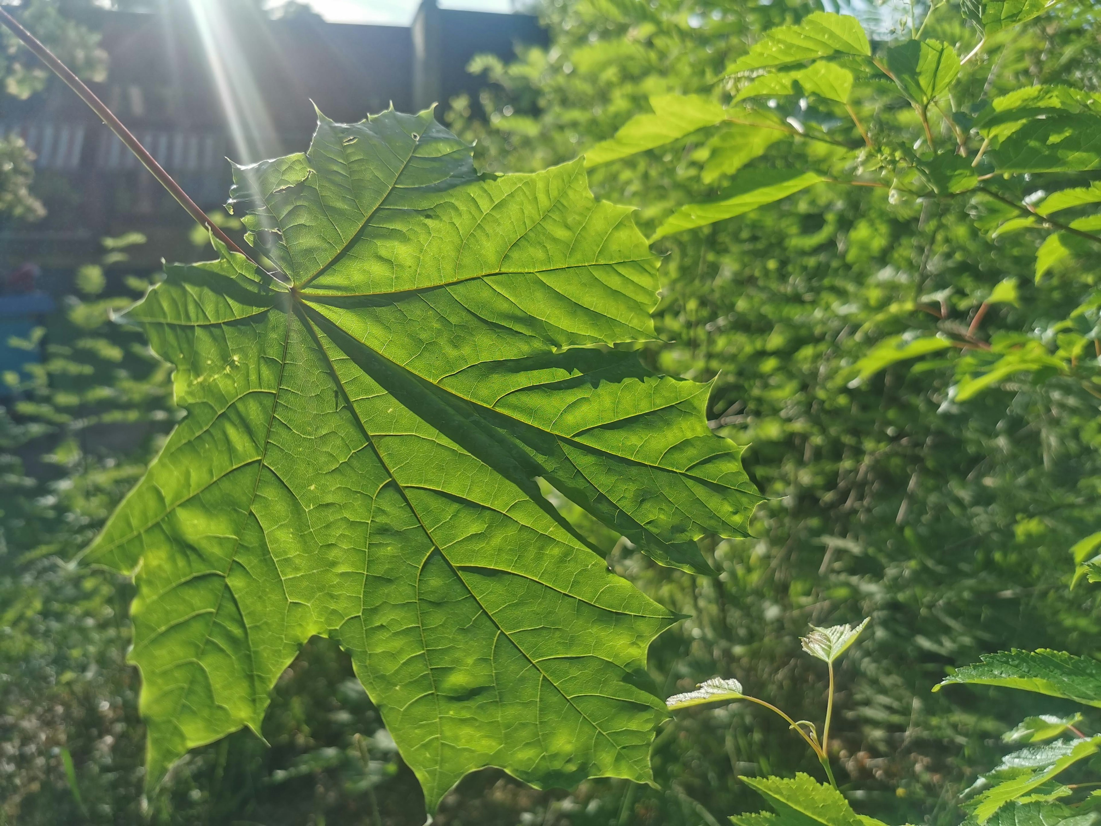 Lebendige grüne Blätter, die vom Sonnenlicht beleuchtet werden