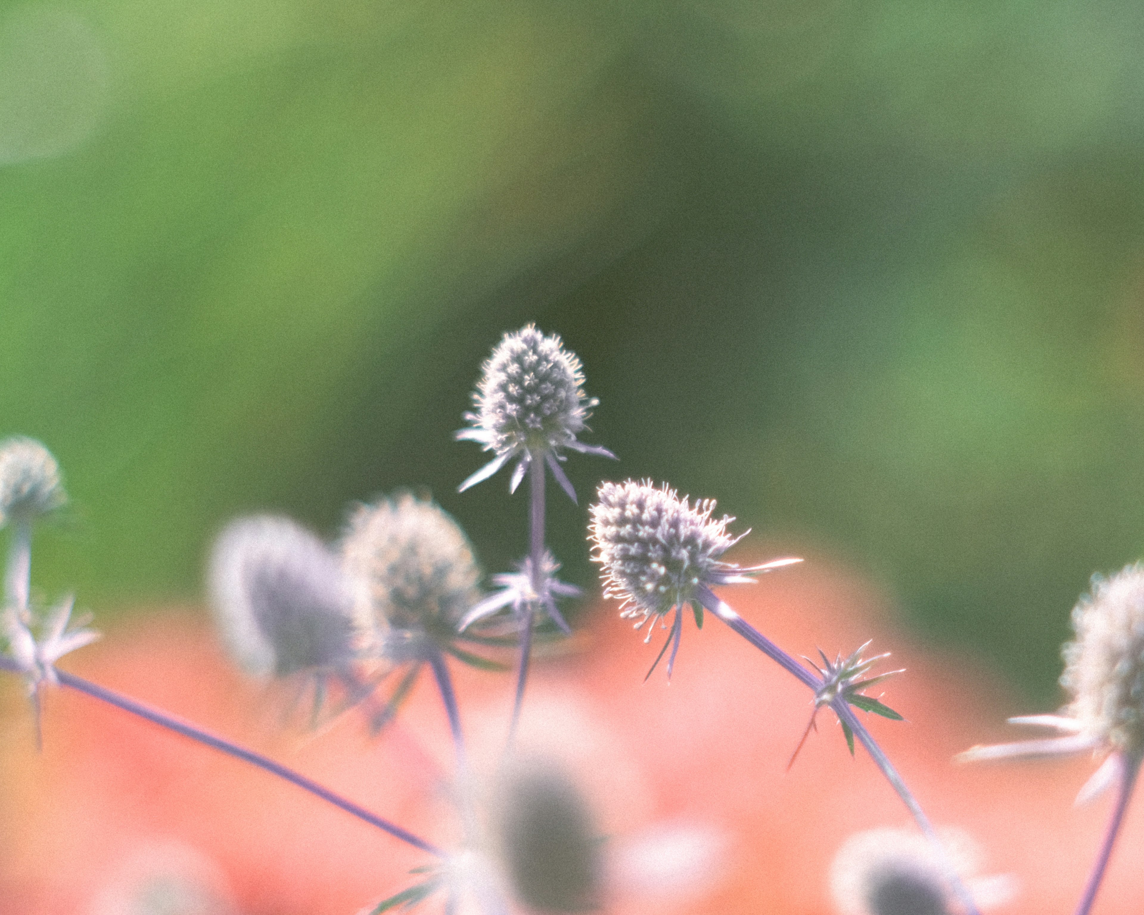 柔らかい色合いの背景に浮かぶスパイキーな花のつぼみ