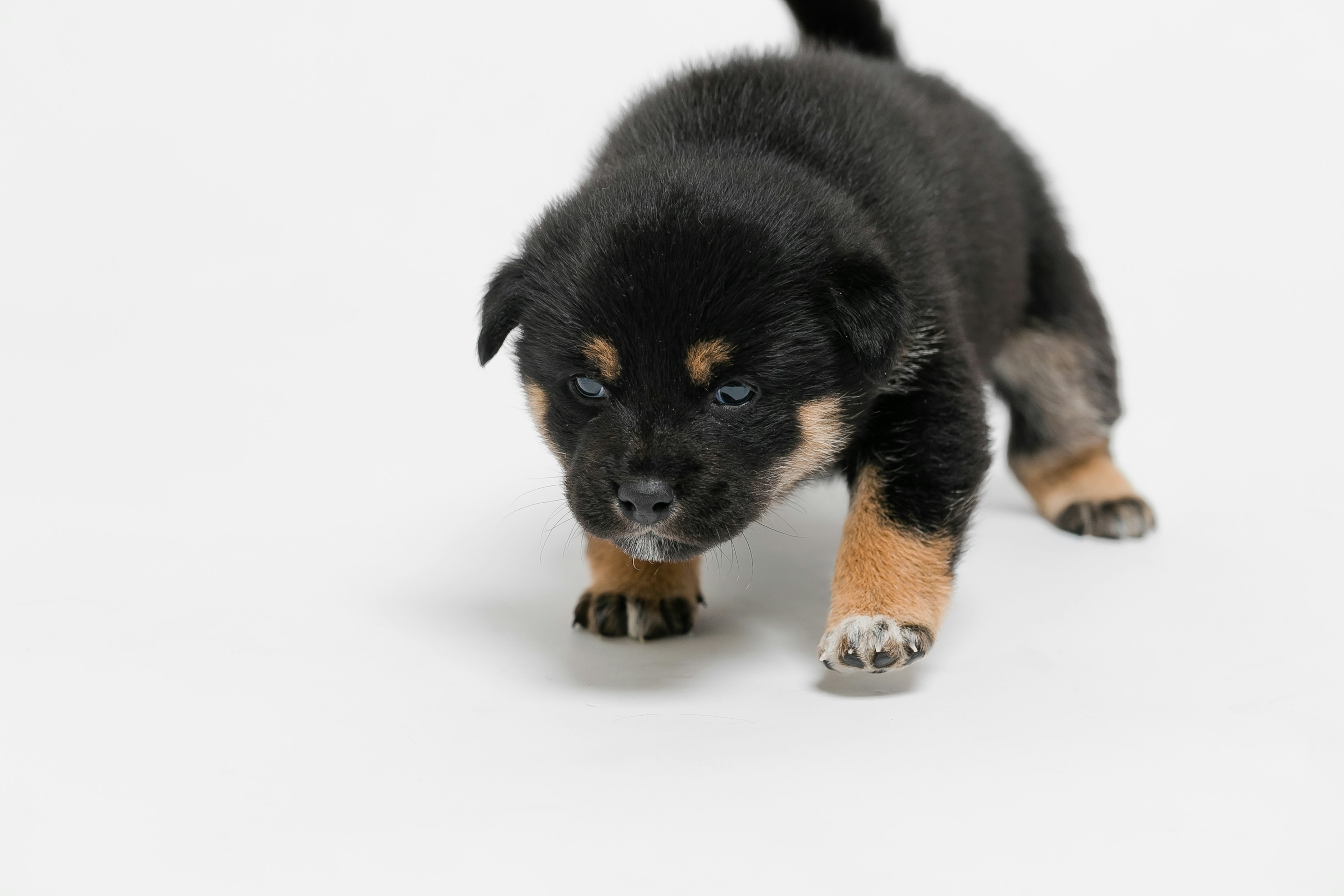 Ein schwarzer Shiba Inu Welpe, der auf einer weißen Fläche läuft