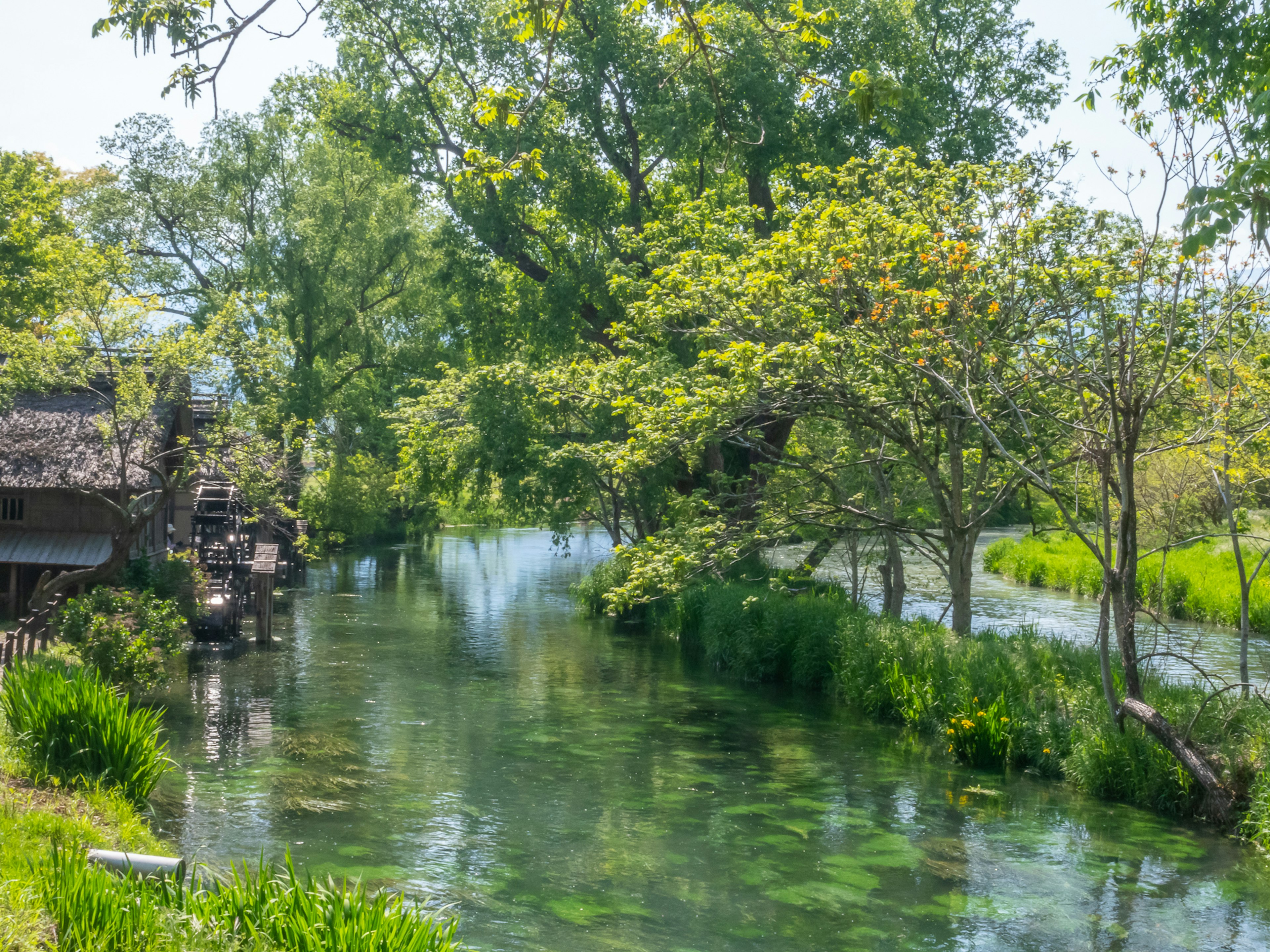 Ein ruhiger Bach, der durch üppiges Grün mit umgebenden Bäumen fließt