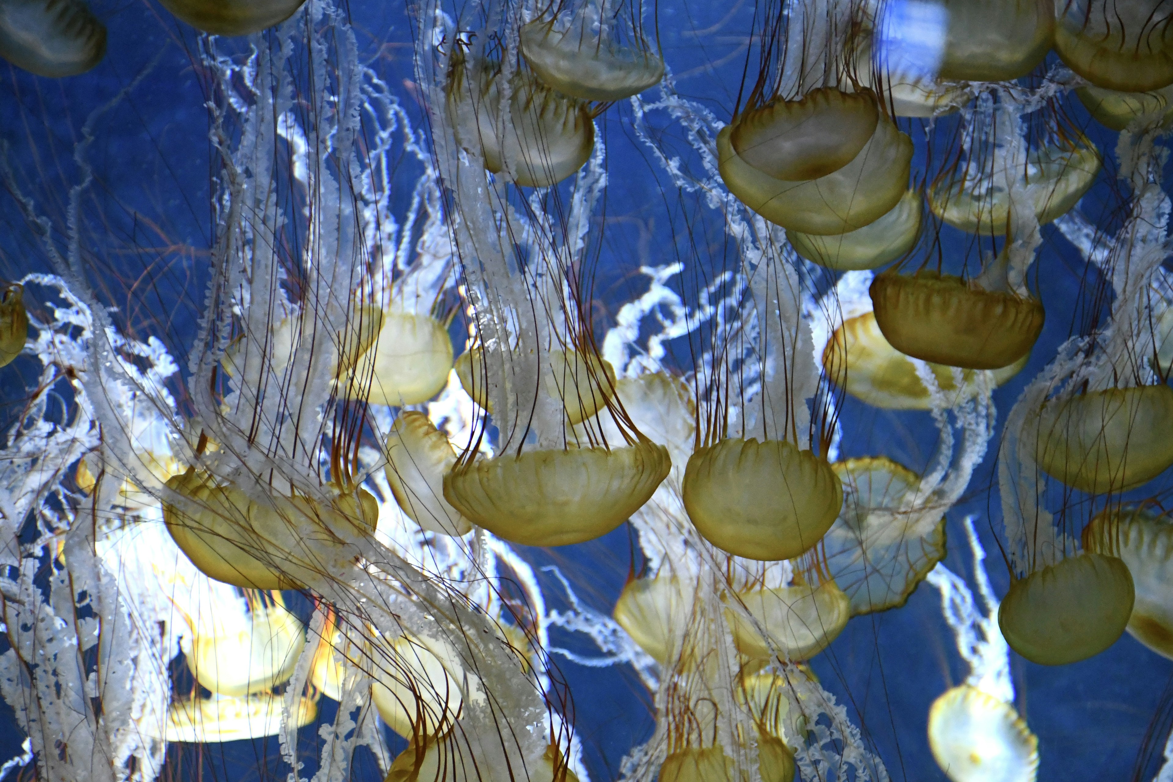 A group of jellyfish floating in blue water with long tentacles