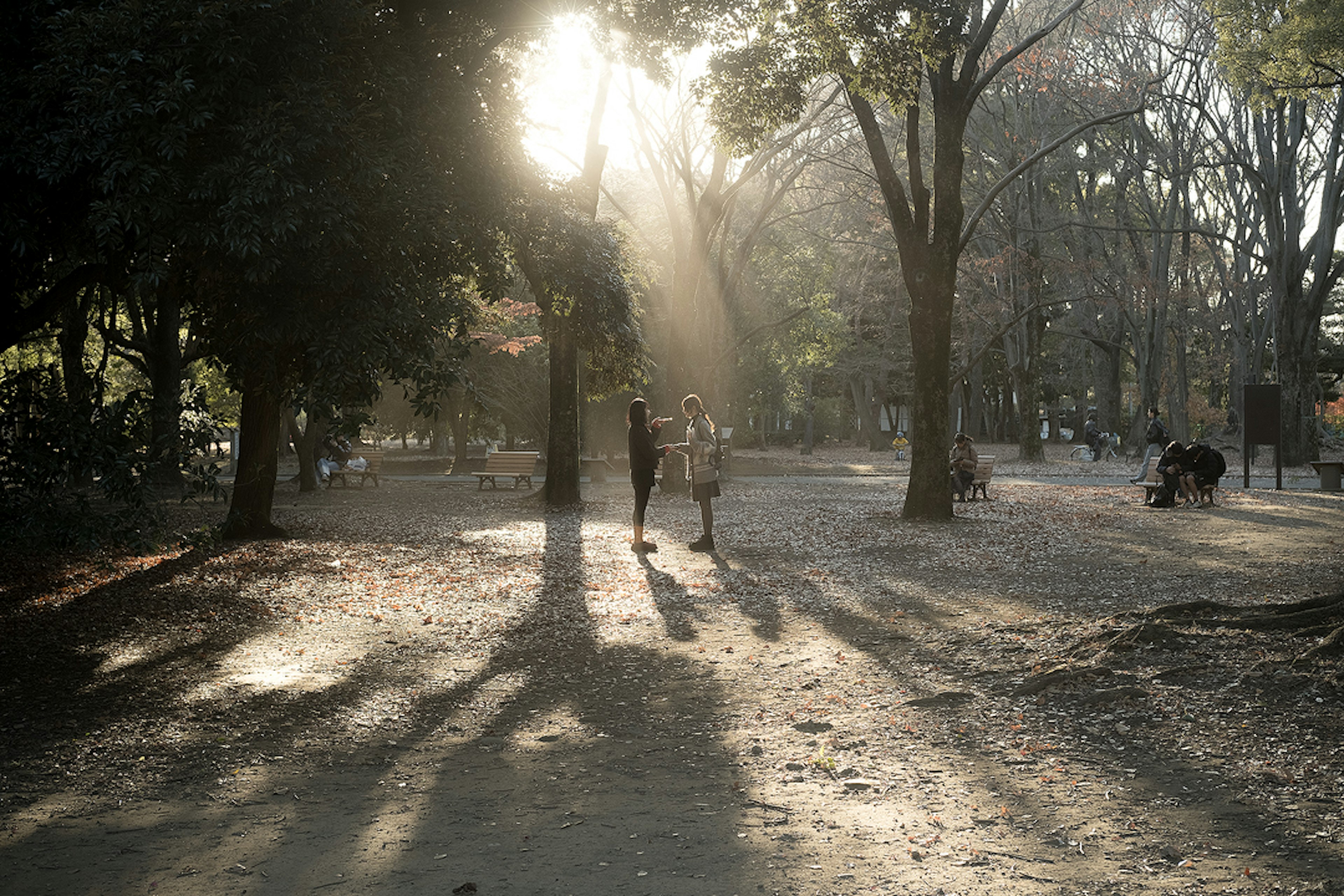 Parkszene mit Menschen, die im sanften Licht und langen Schatten von Bäumen spazieren