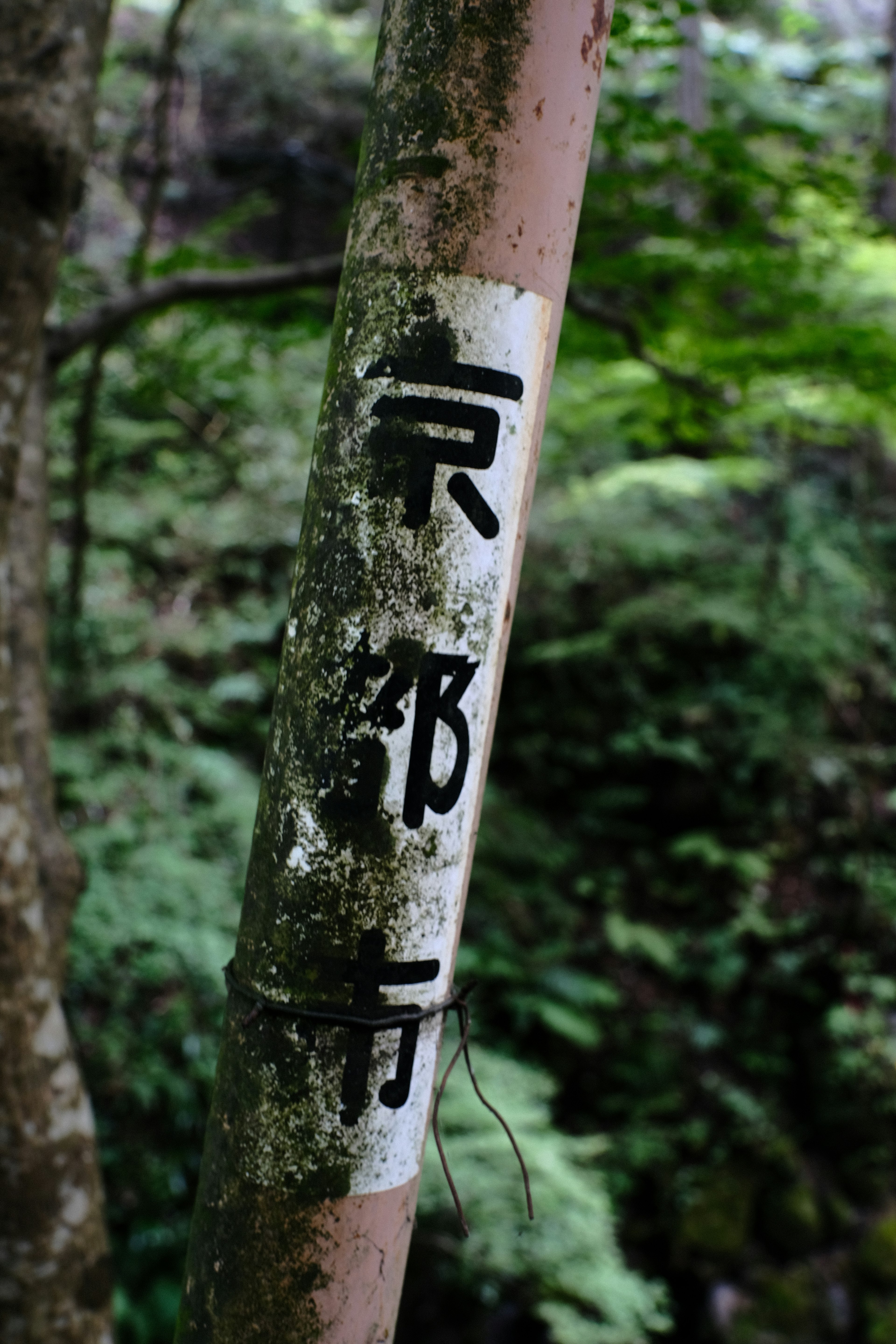 A tree trunk with a sign featuring Japanese kanji in a lush forest