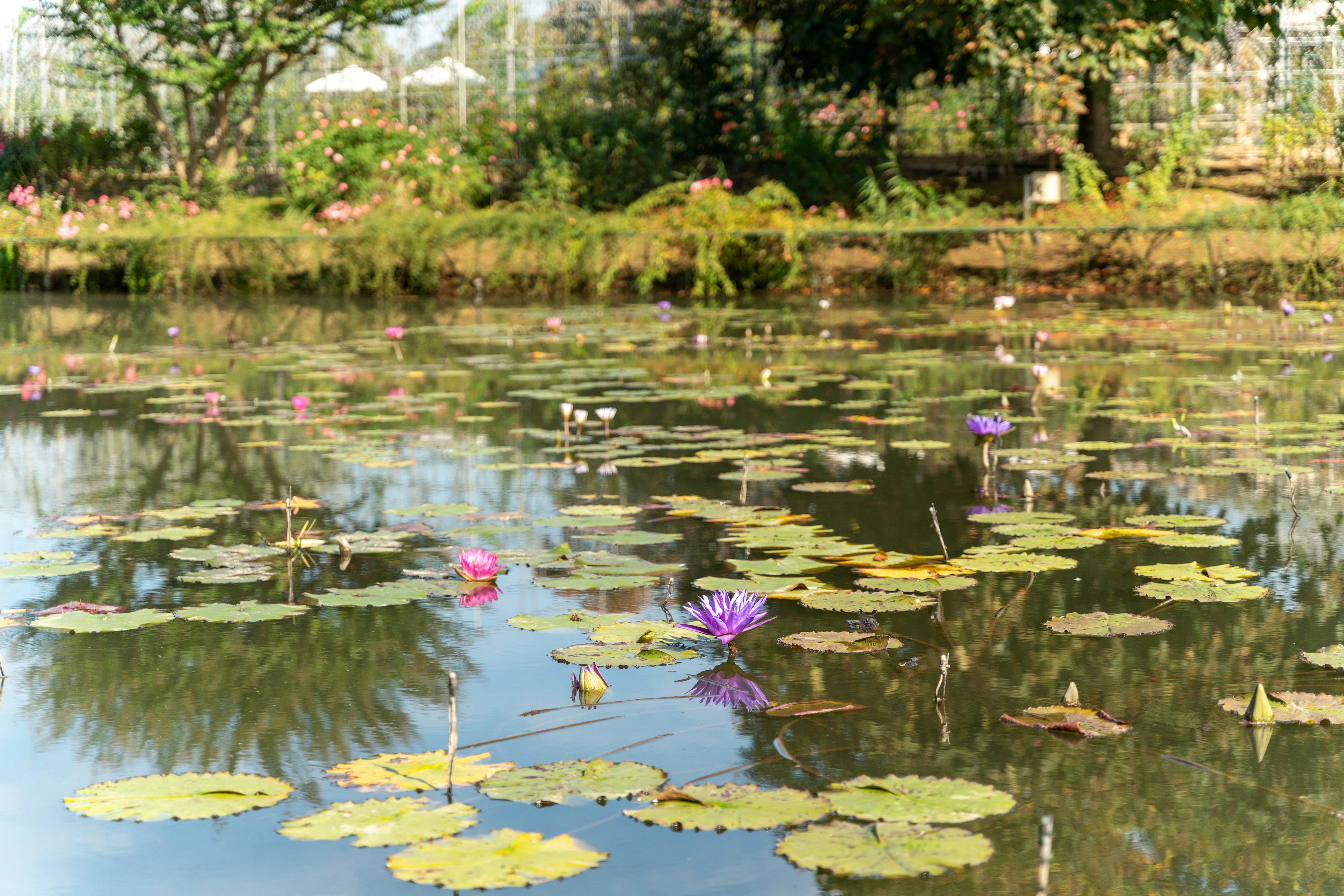 Pemandangan kolam yang tenang dengan teratai dan daun teratai hijau mengapung di permukaan