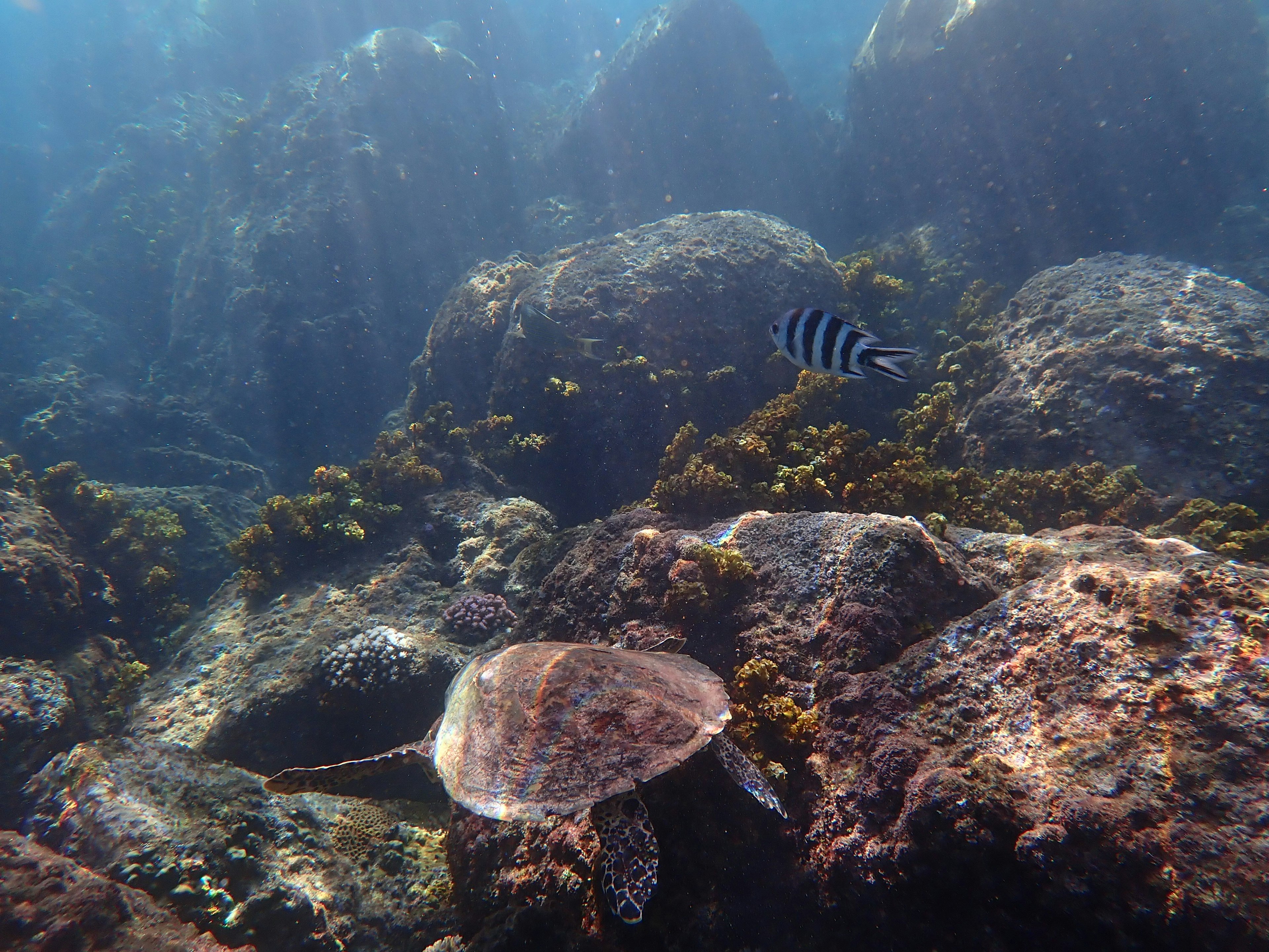 A sea turtle swimming underwater with a striped fish among rocks and seaweed