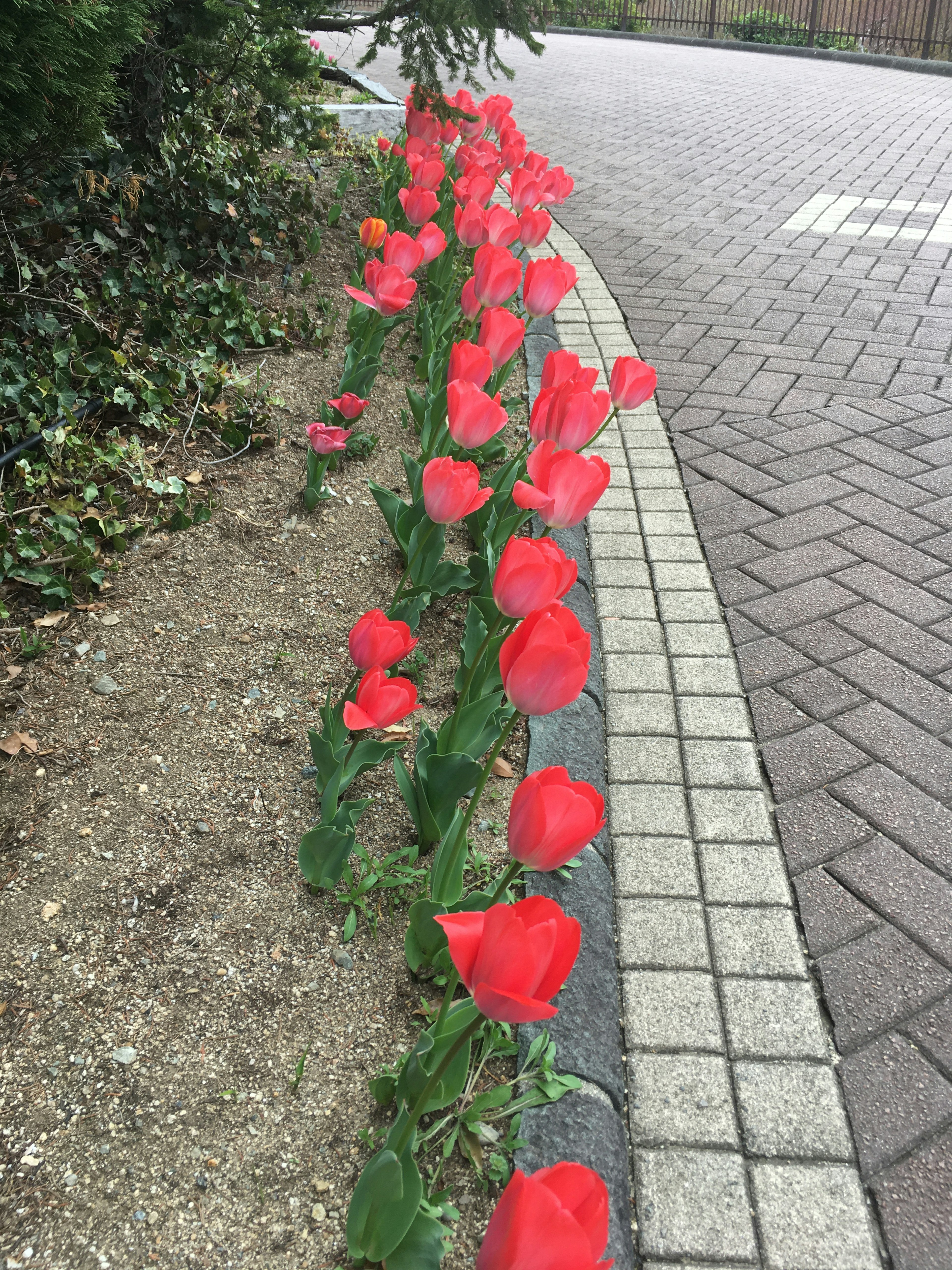 赤いチューリップの列が歩道に沿って並んでいる