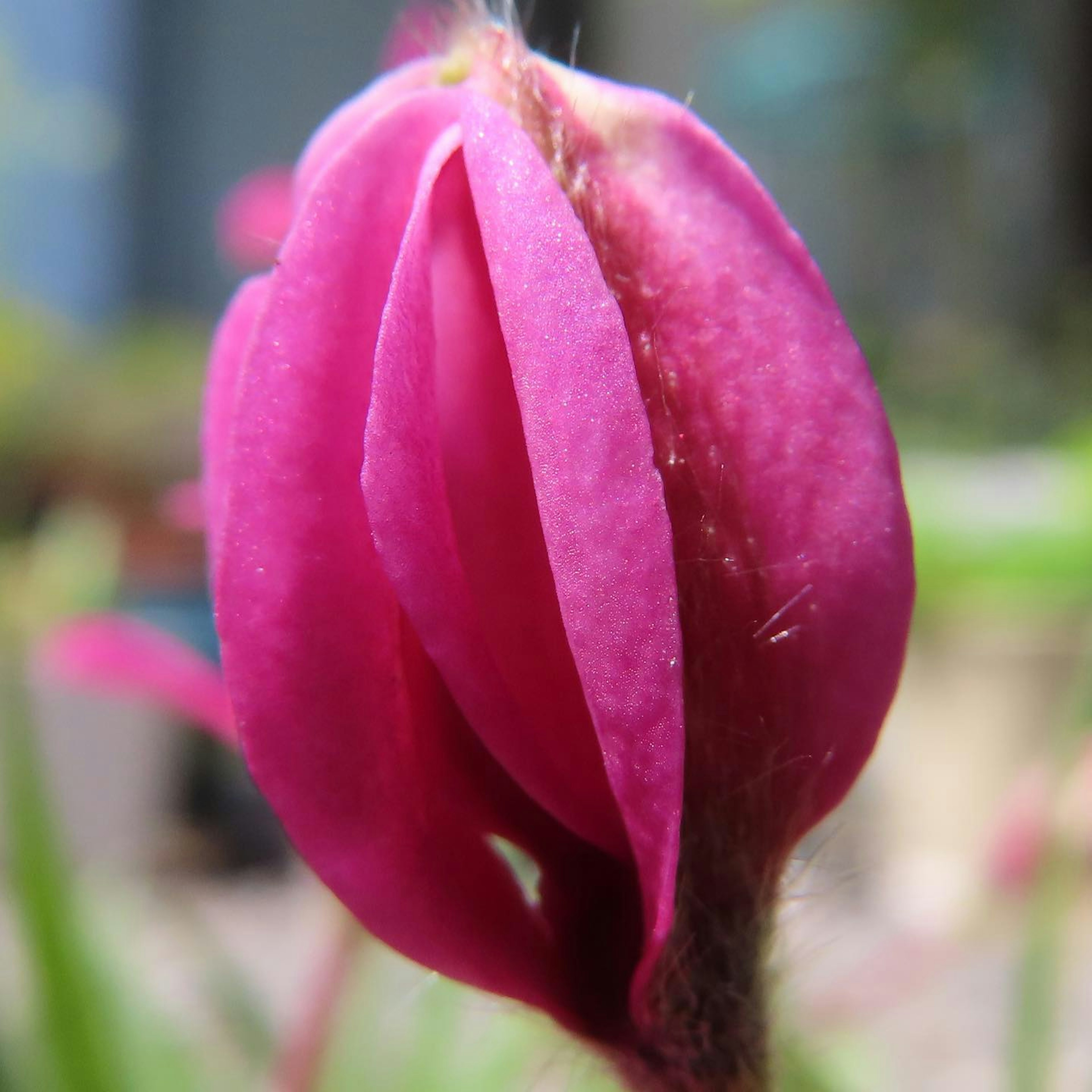 Acercamiento de un botón de flor rosa vibrante