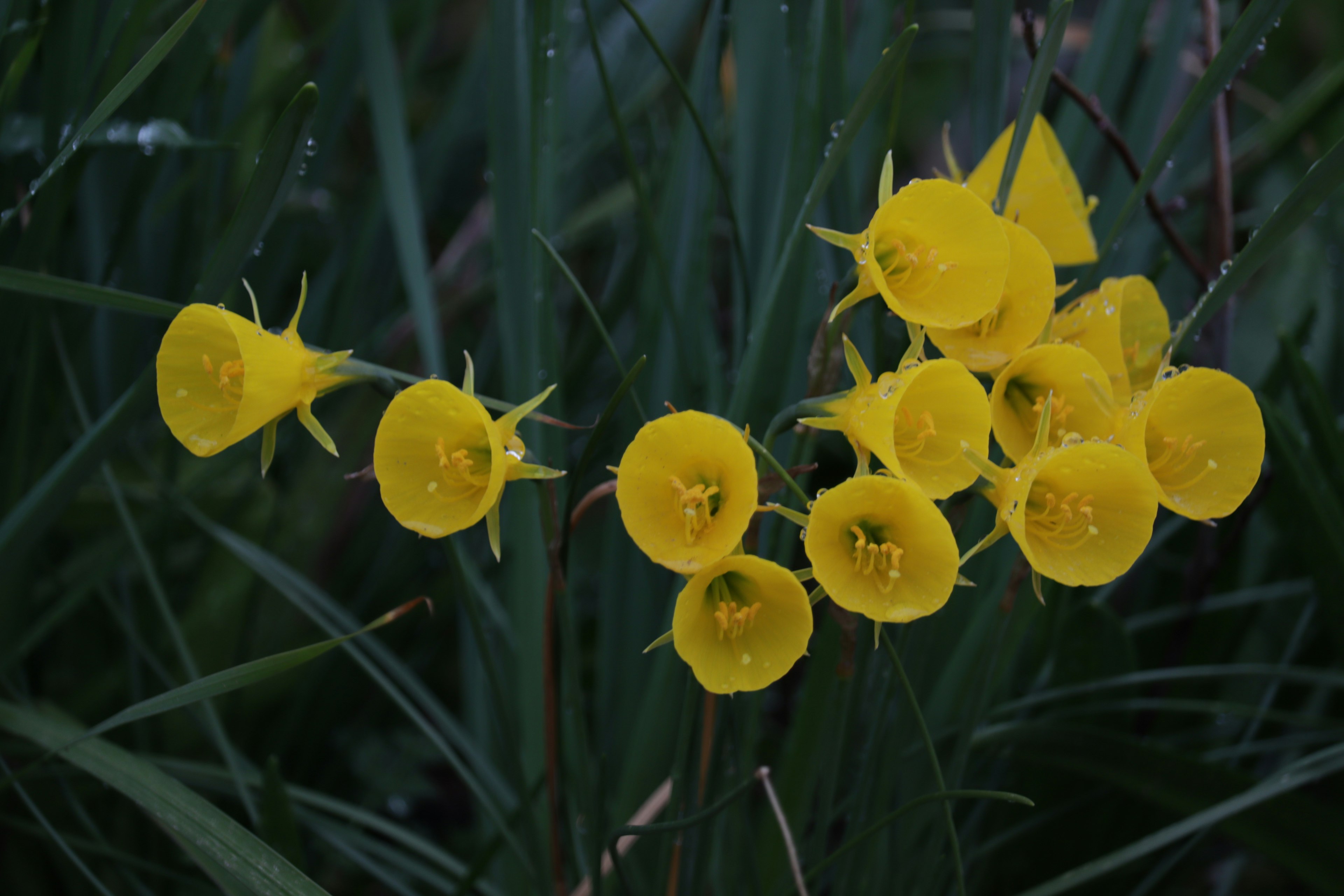 Gruppo di fiori gialli brillanti circondati da foglie verdi