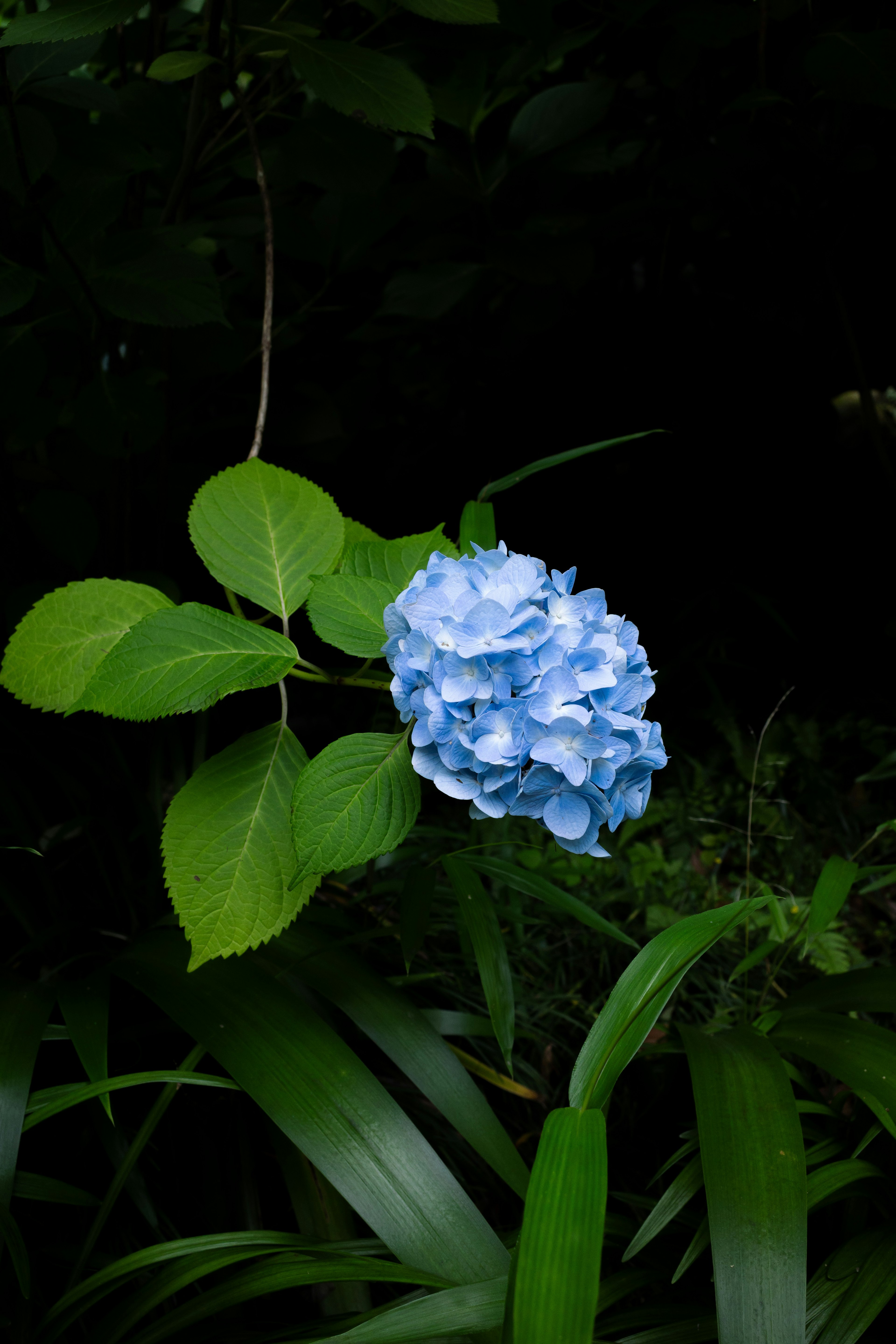 青いアジサイの花と緑の葉