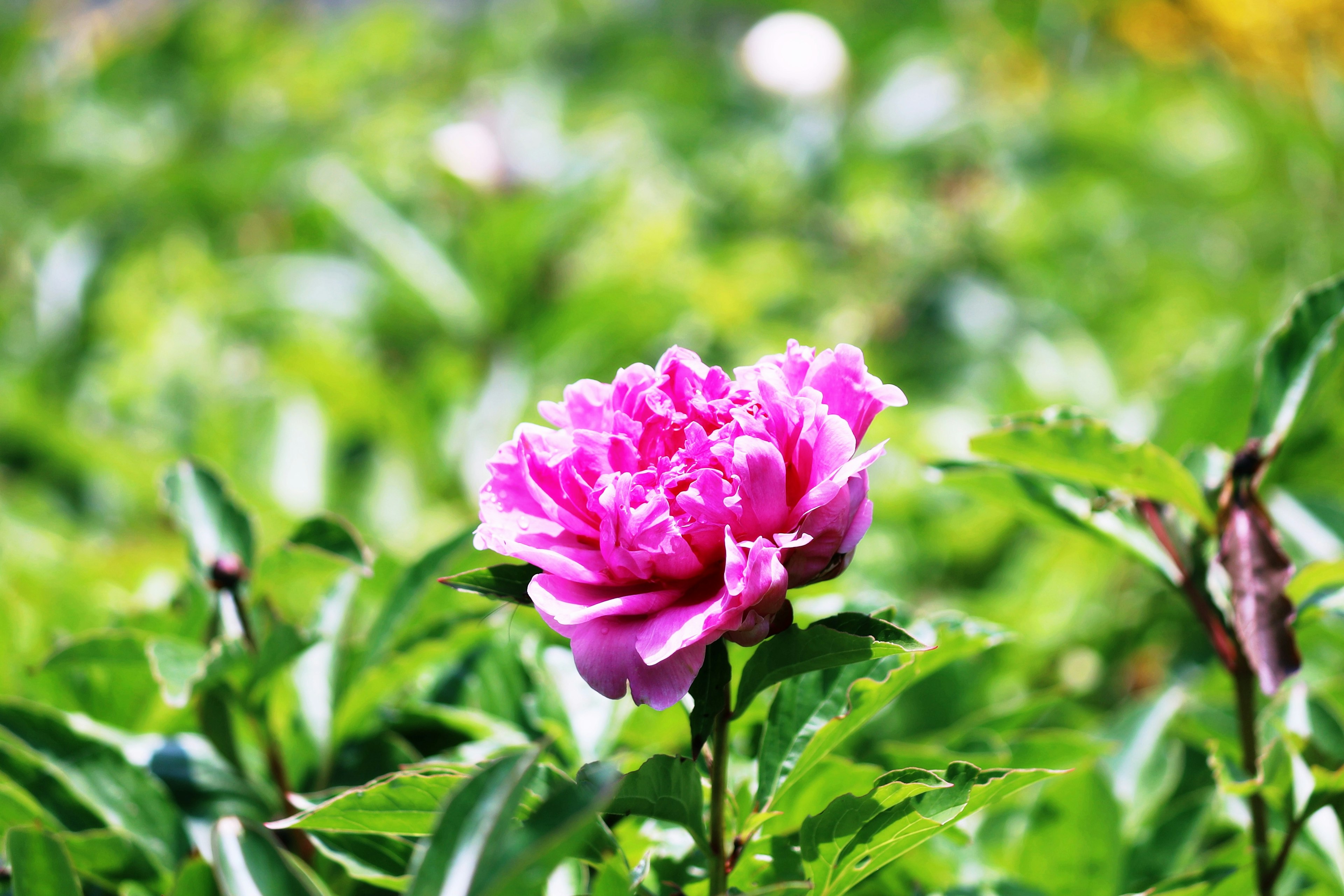 Bunga pink cerah dikelilingi daun hijau