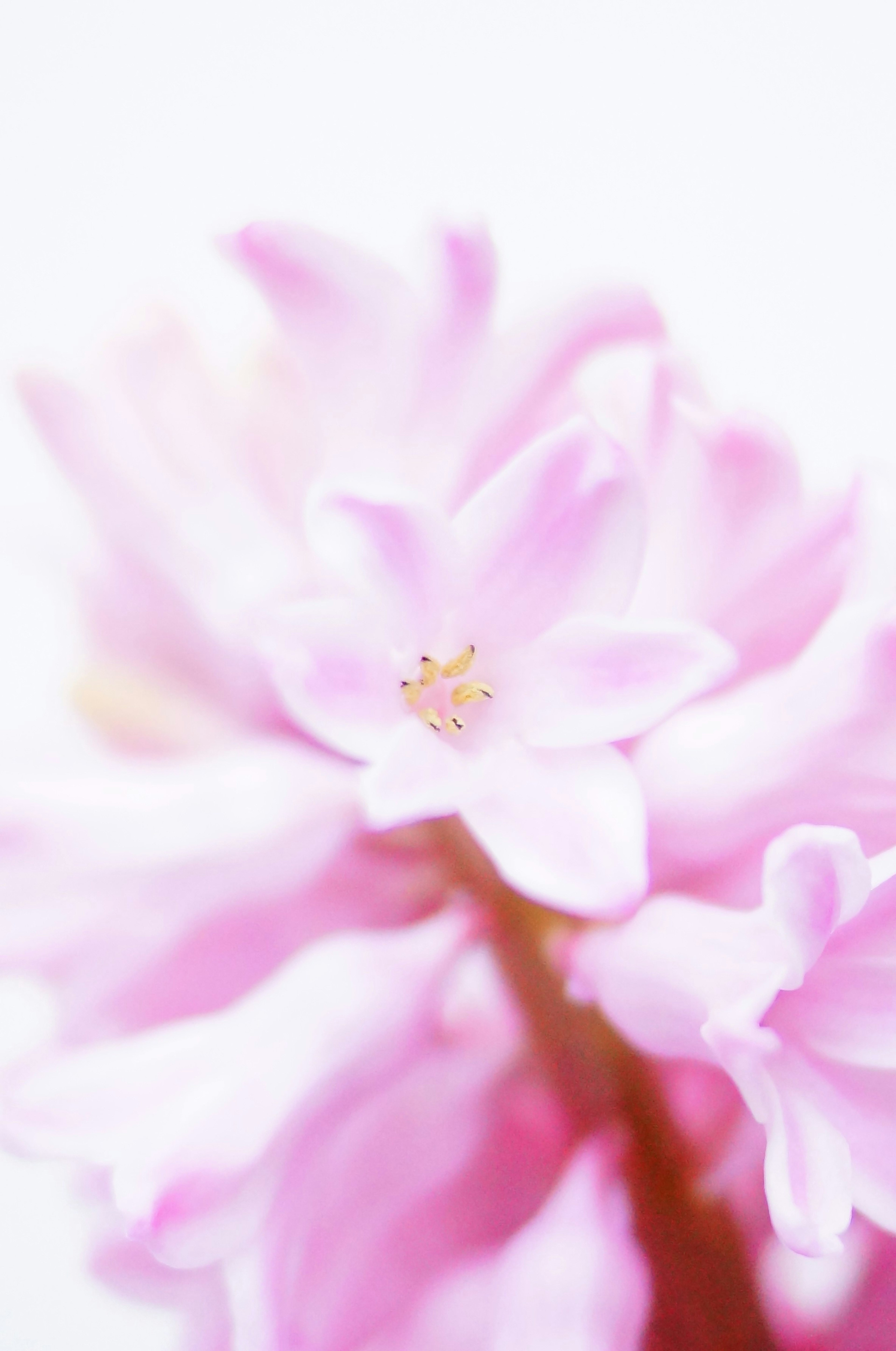 Gros plan d'une fleur rose pâle avec un arrière-plan flou