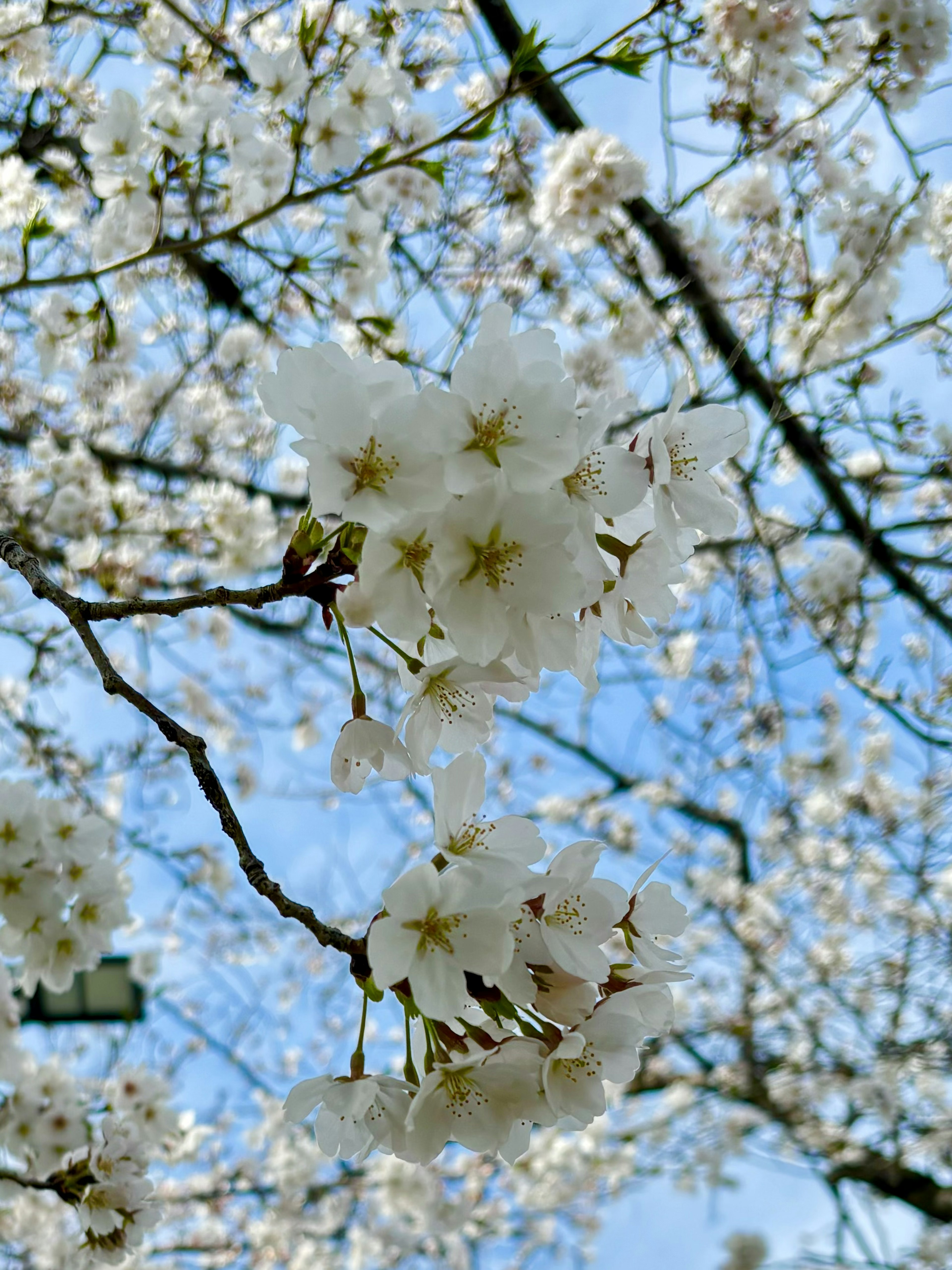 Primer plano de flores de cerezo blancas en una rama