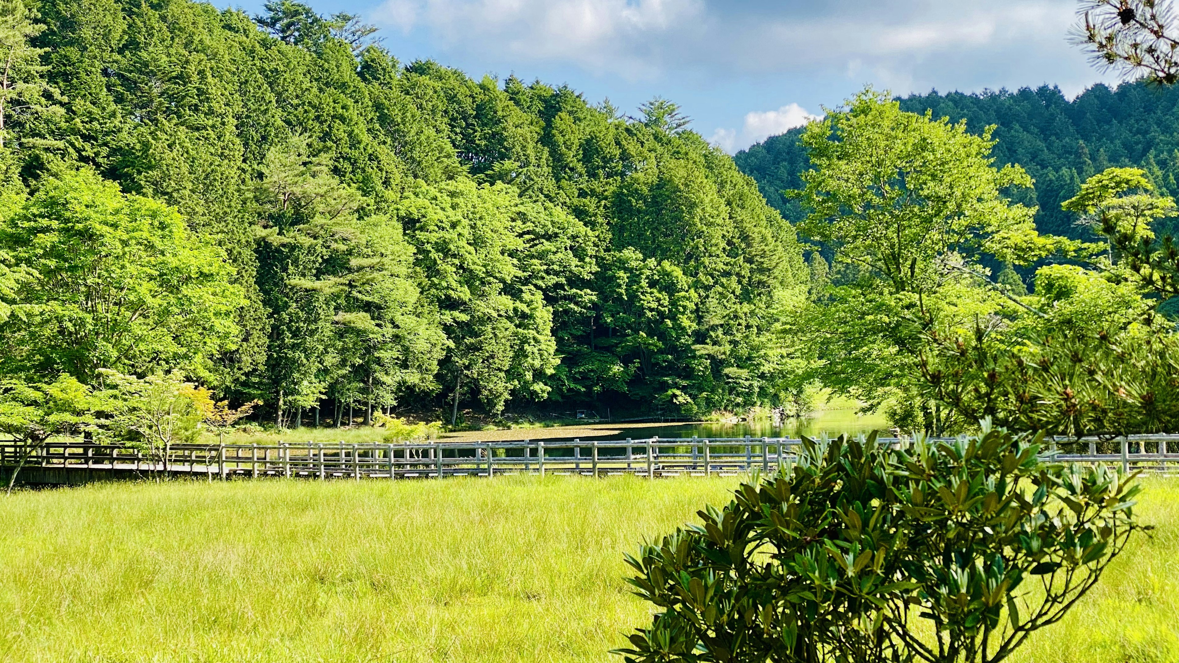 Foresta verdeggiante con una superficie d'acqua serena sullo sfondo di un prato