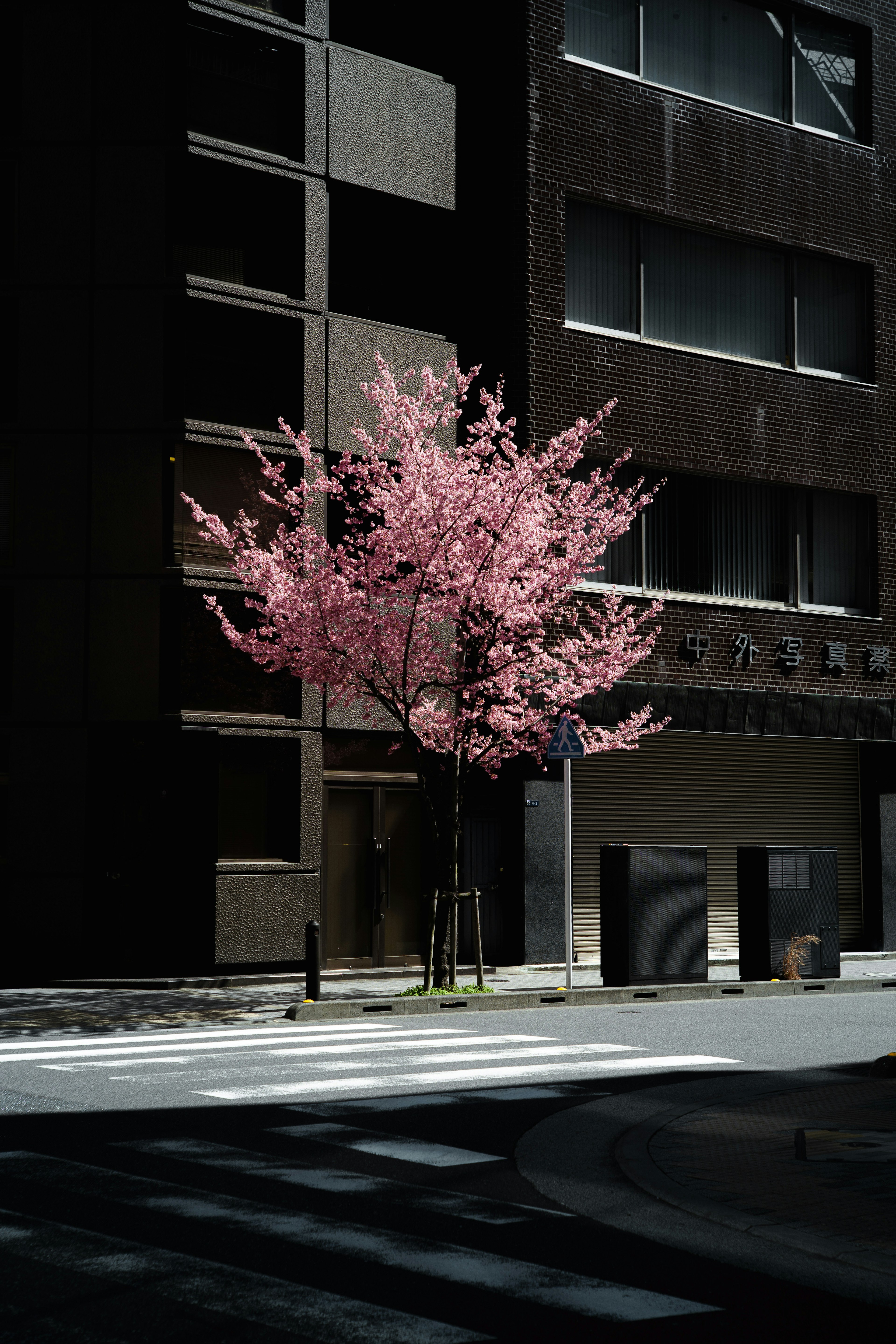 Árbol de cerezo en flor en una esquina oscura cerca de edificios