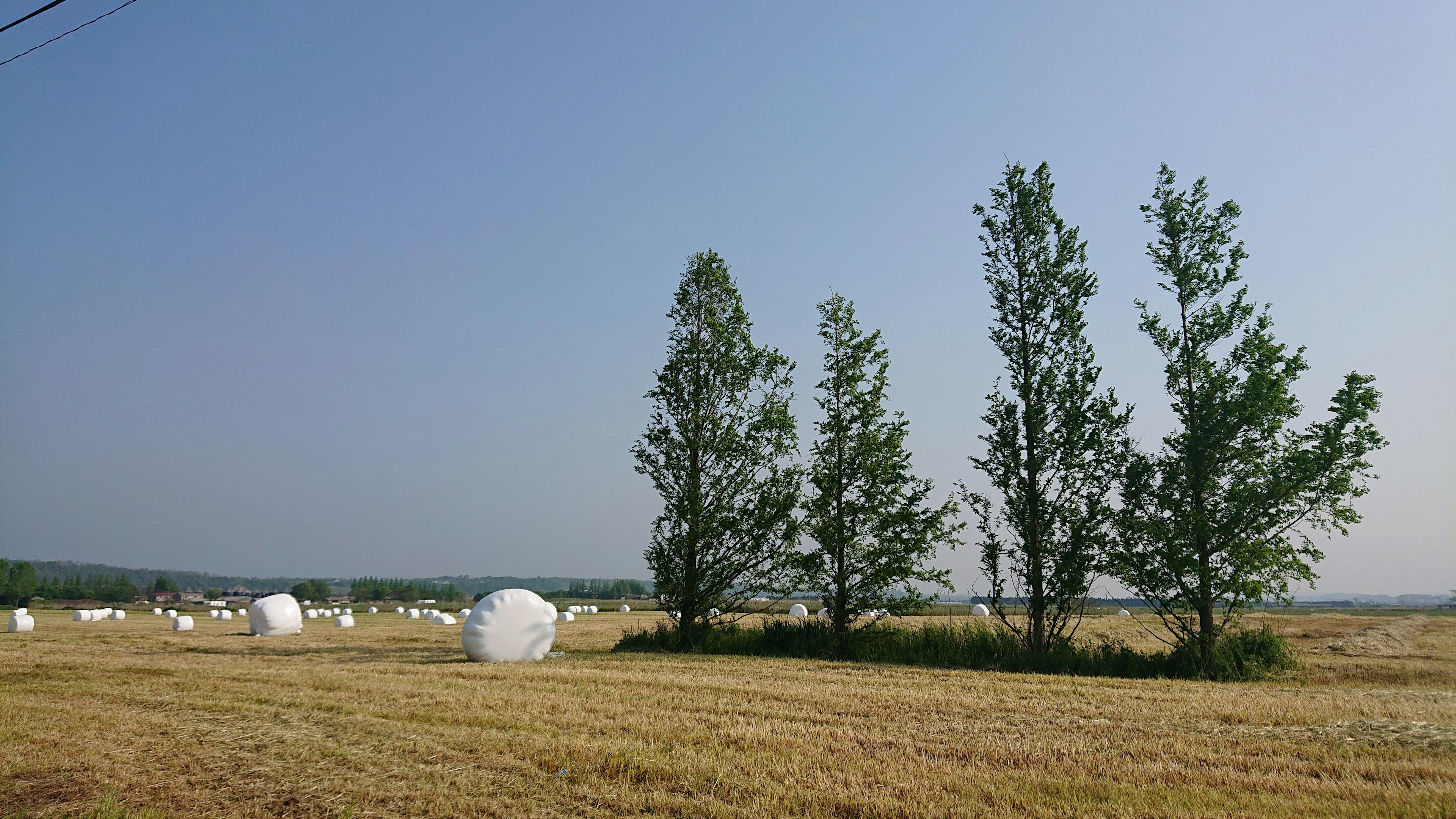 Eine Landschaft mit Grasfeld, weißen Heuballen und Bäumen unter blauem Himmel