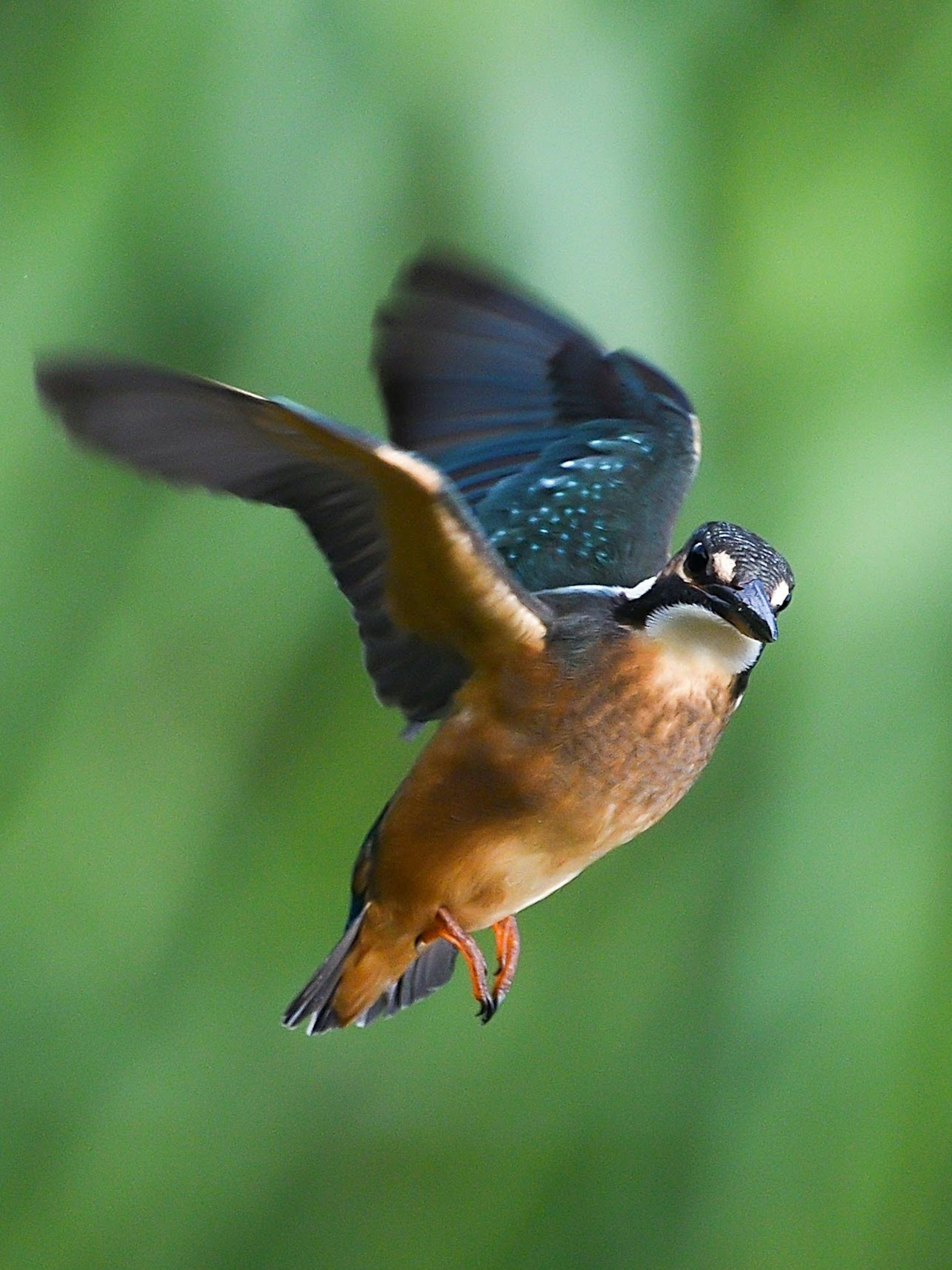 Un oiseau en vol montrant des plumes vibrantes et un arrière-plan vert flou