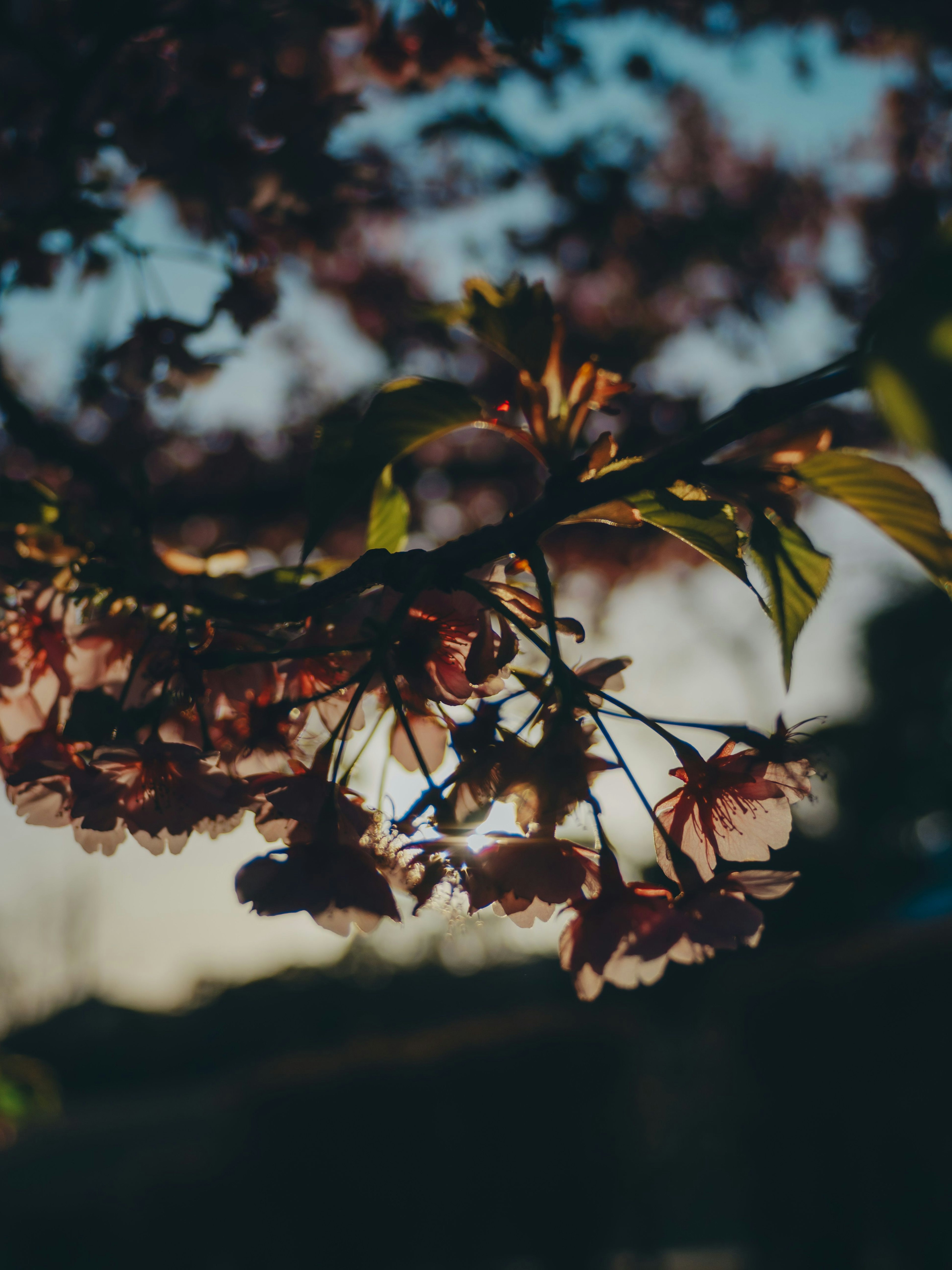 夕暮れ時の桜の花と葉のクローズアップ