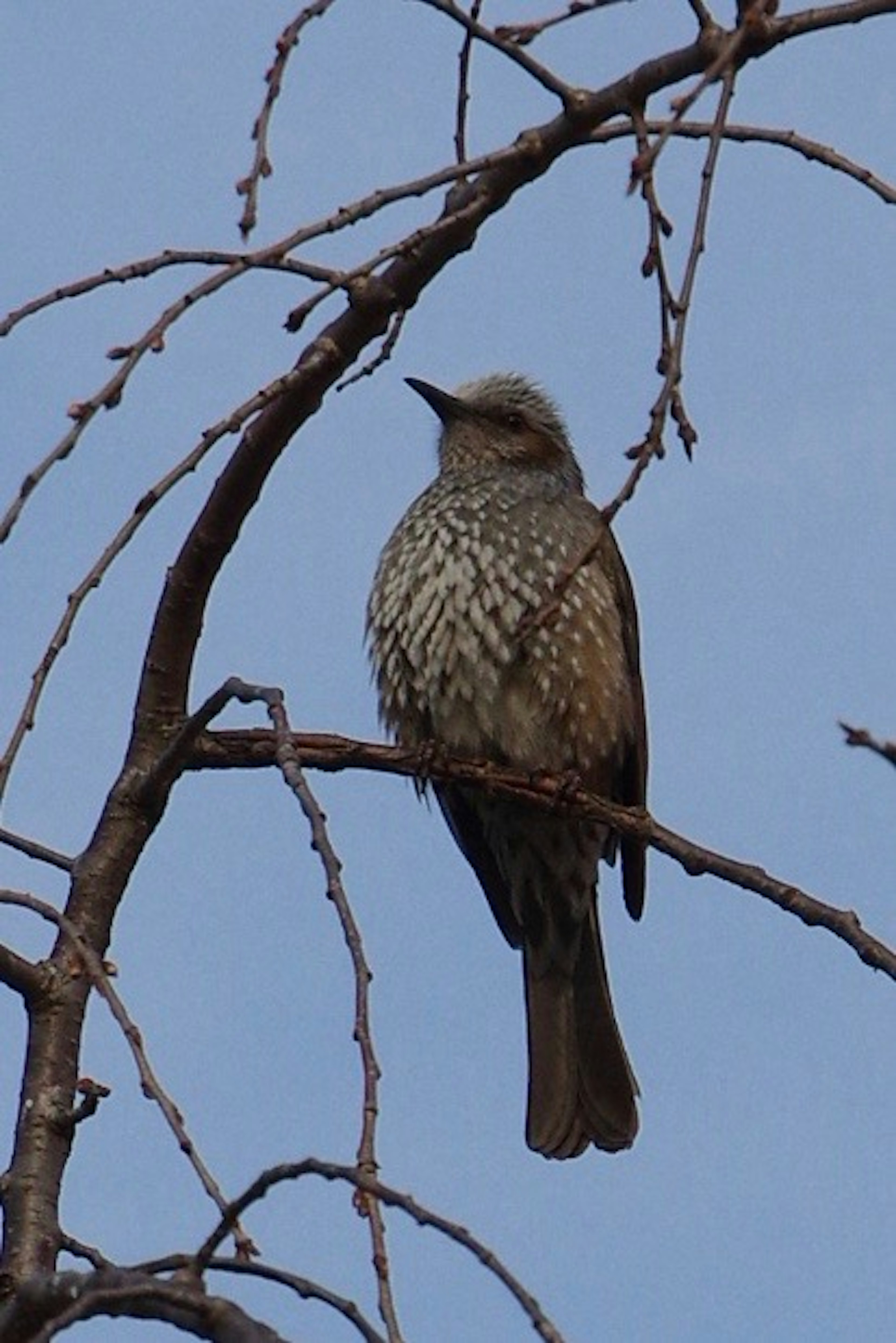 Ein Vogel sitzt auf einem Ast vor einem blauen Himmel