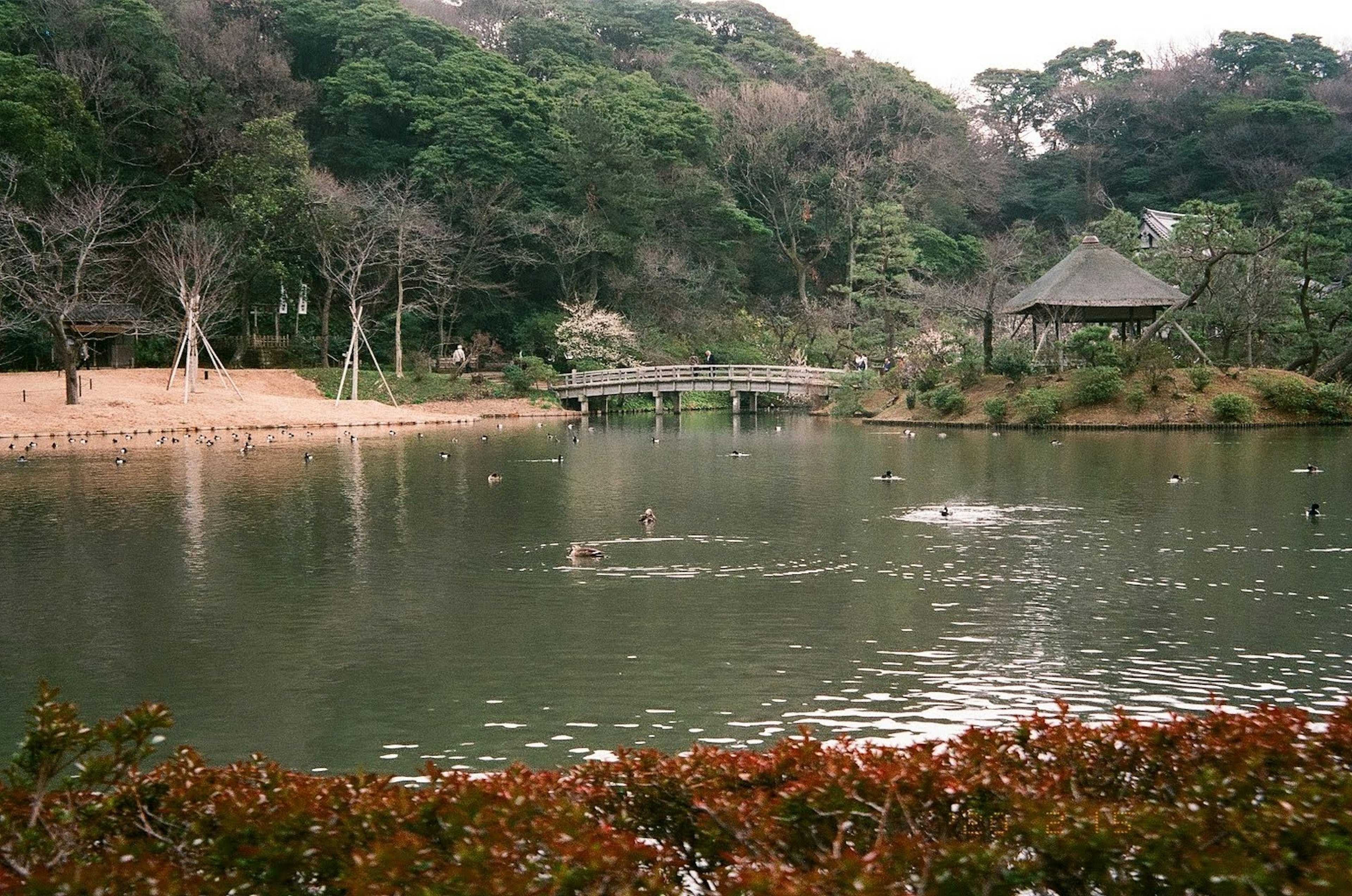 宁静池塘的风景，带有凉亭和周围的绿树