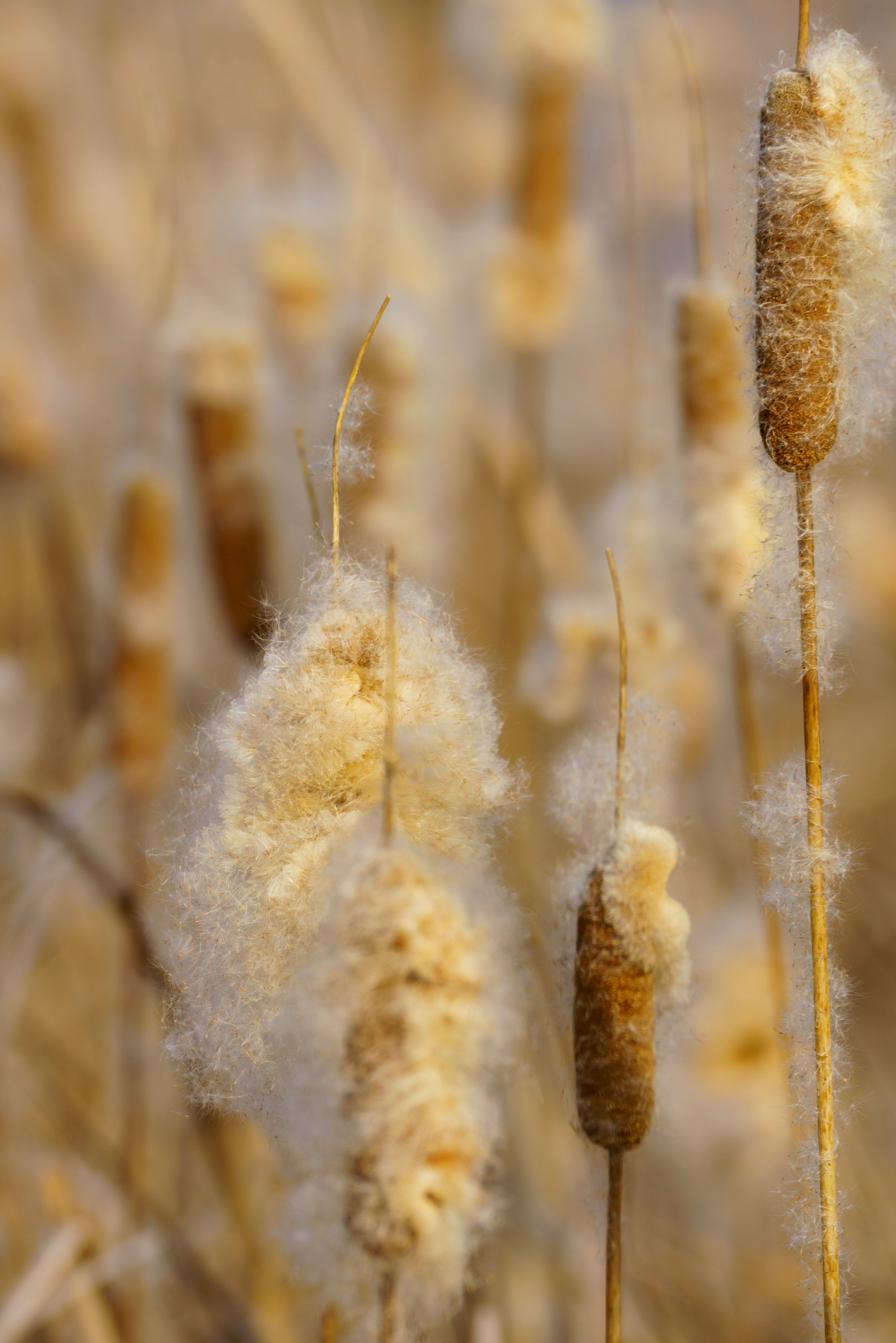 Cluster of fluffy cattail plants with golden hues